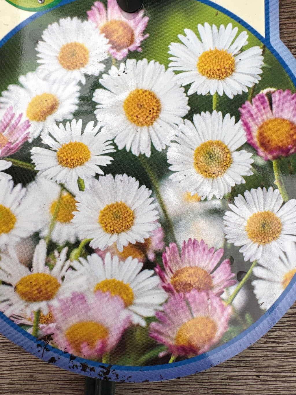 Erigeron karvinskianus vaste plant