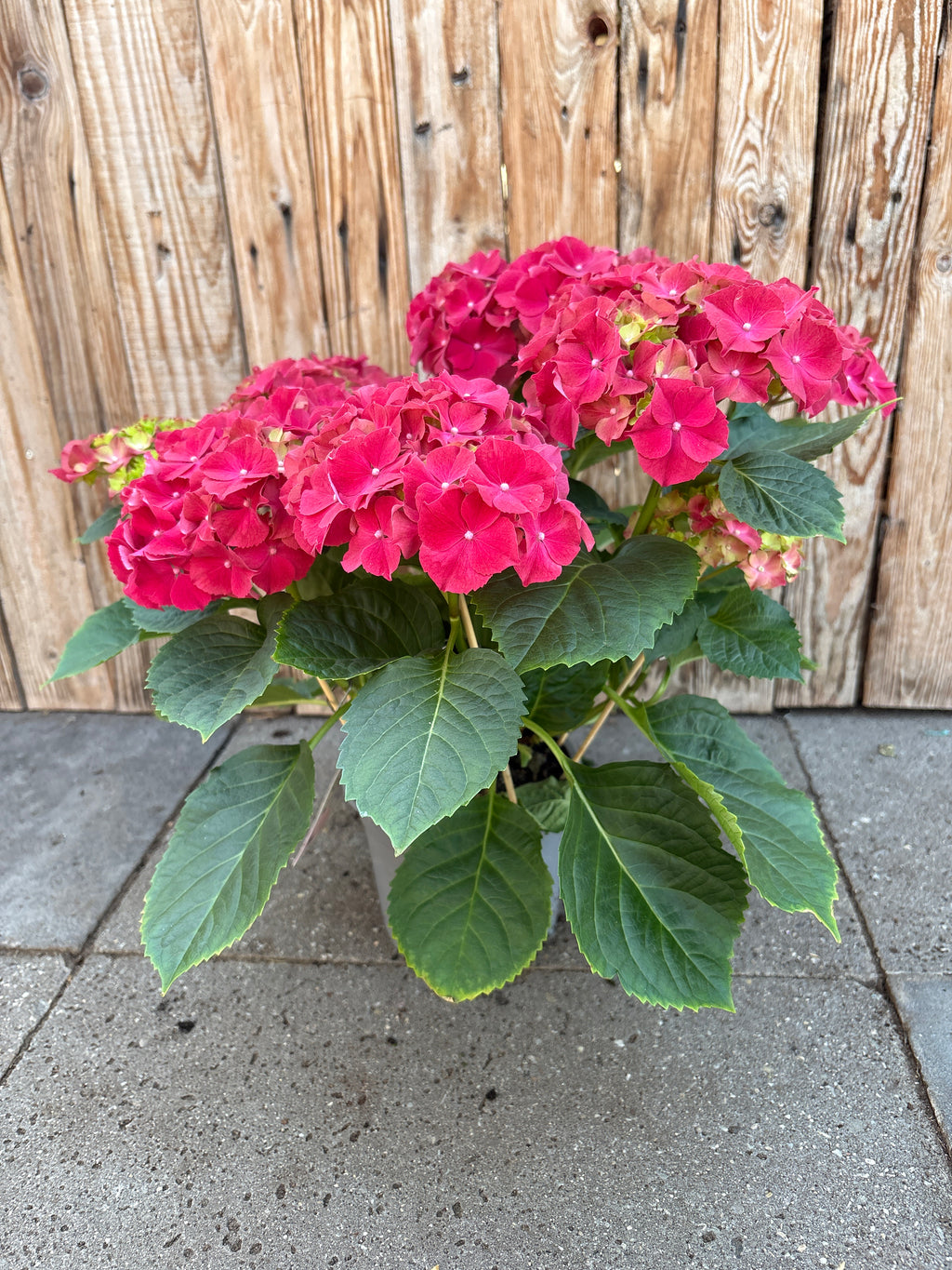 Hortensie