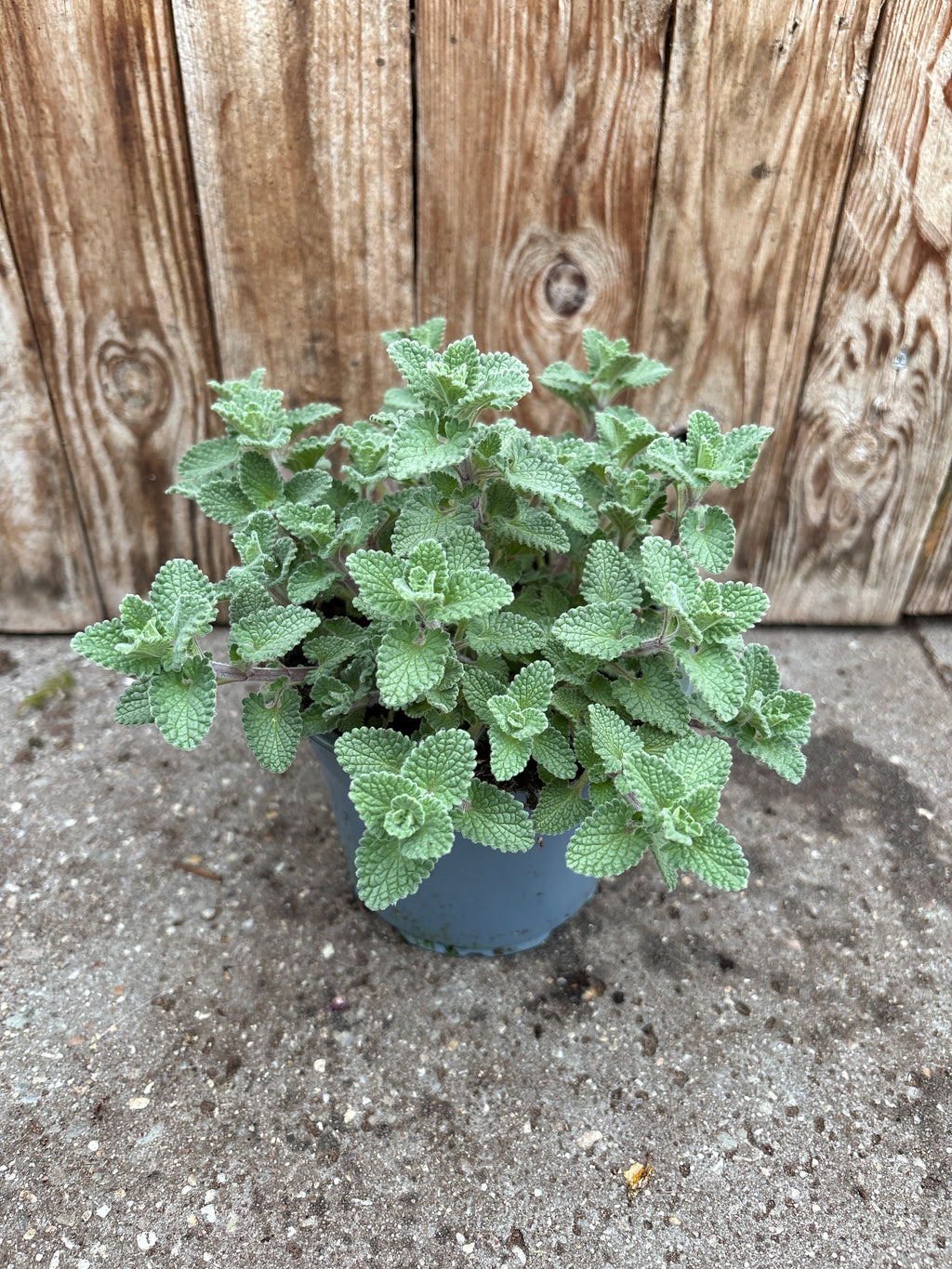 Nepeta Faassenii perennial