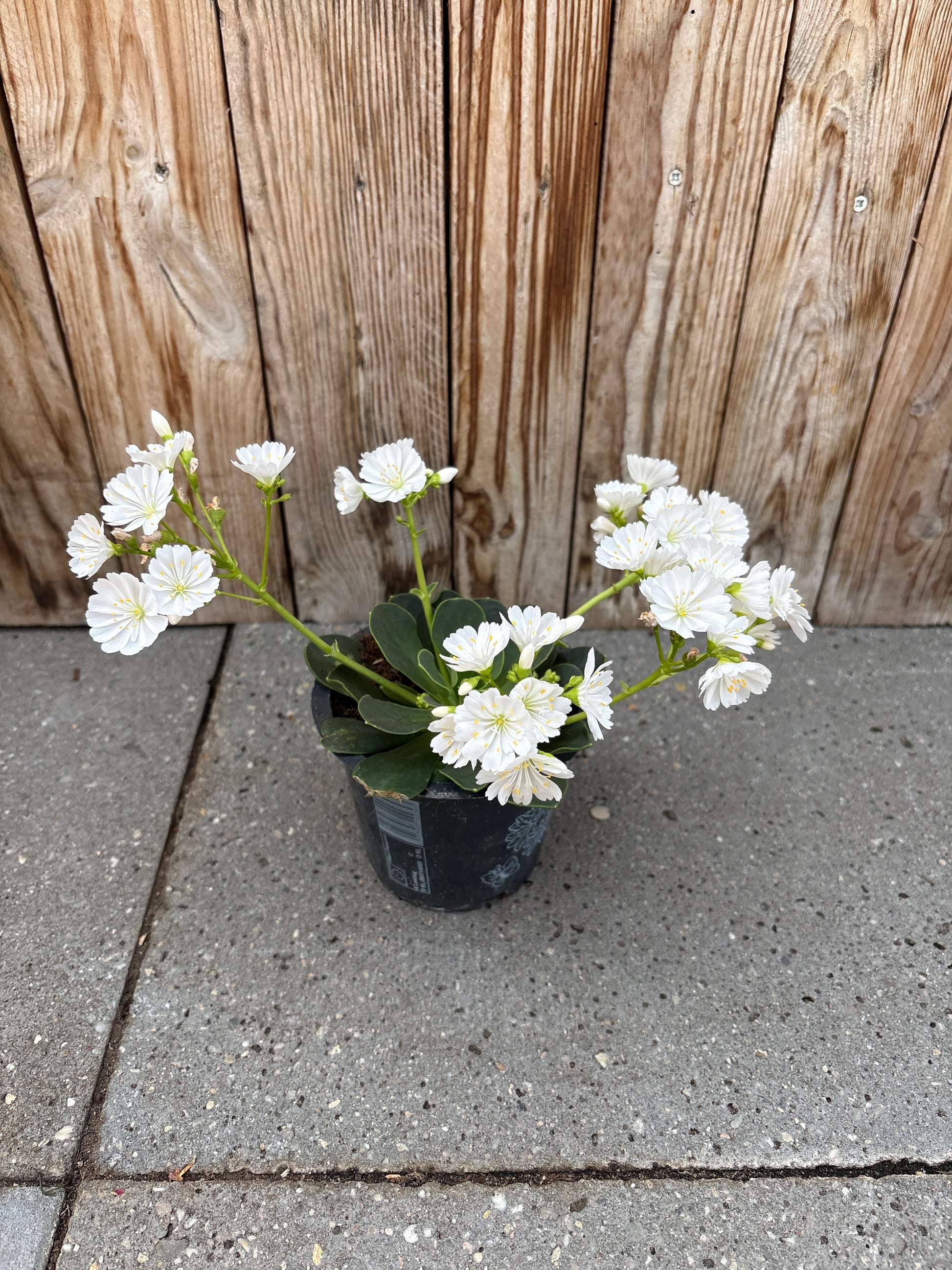 Lewisia vaste plant