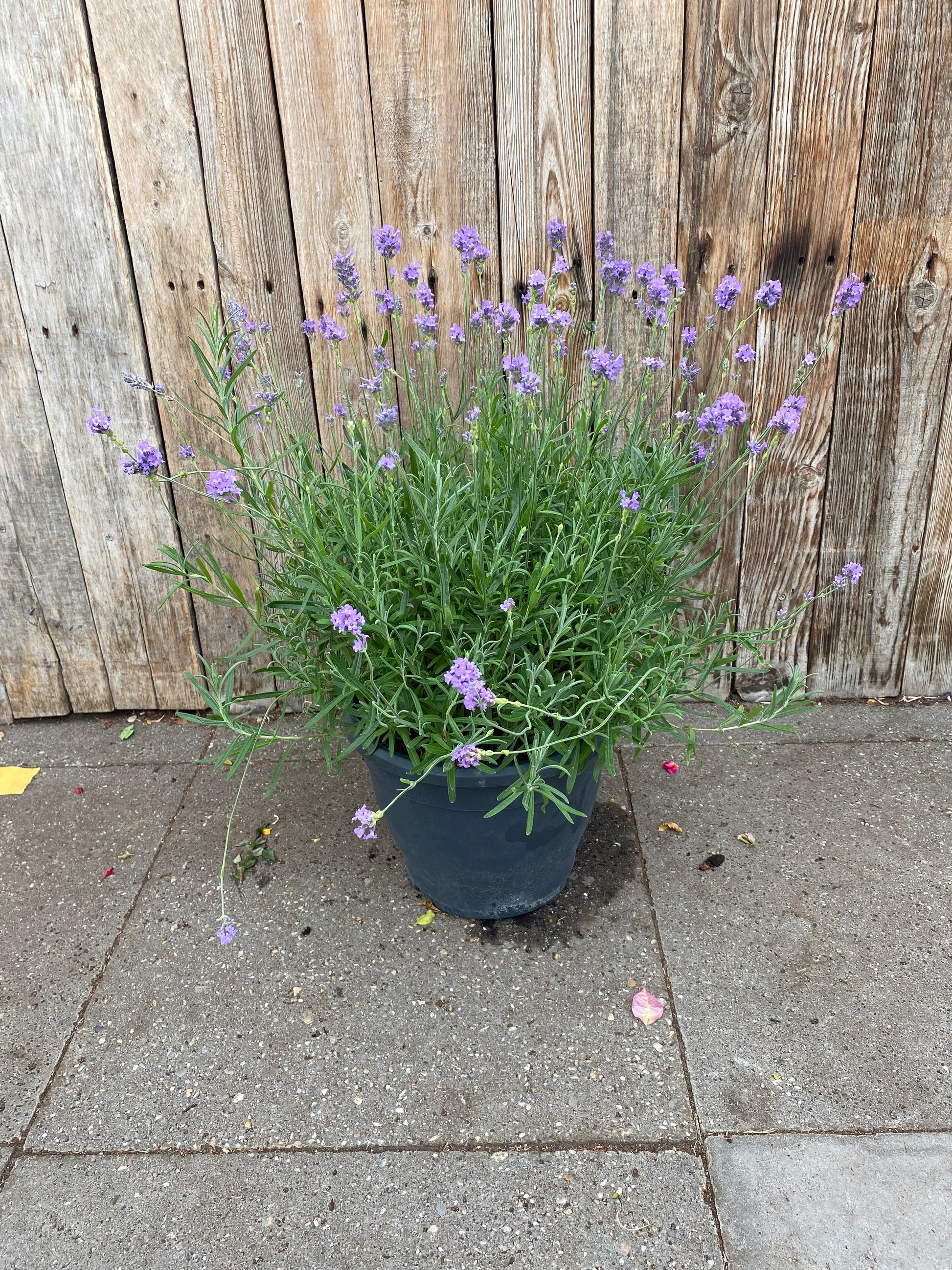 Lavendel struik
