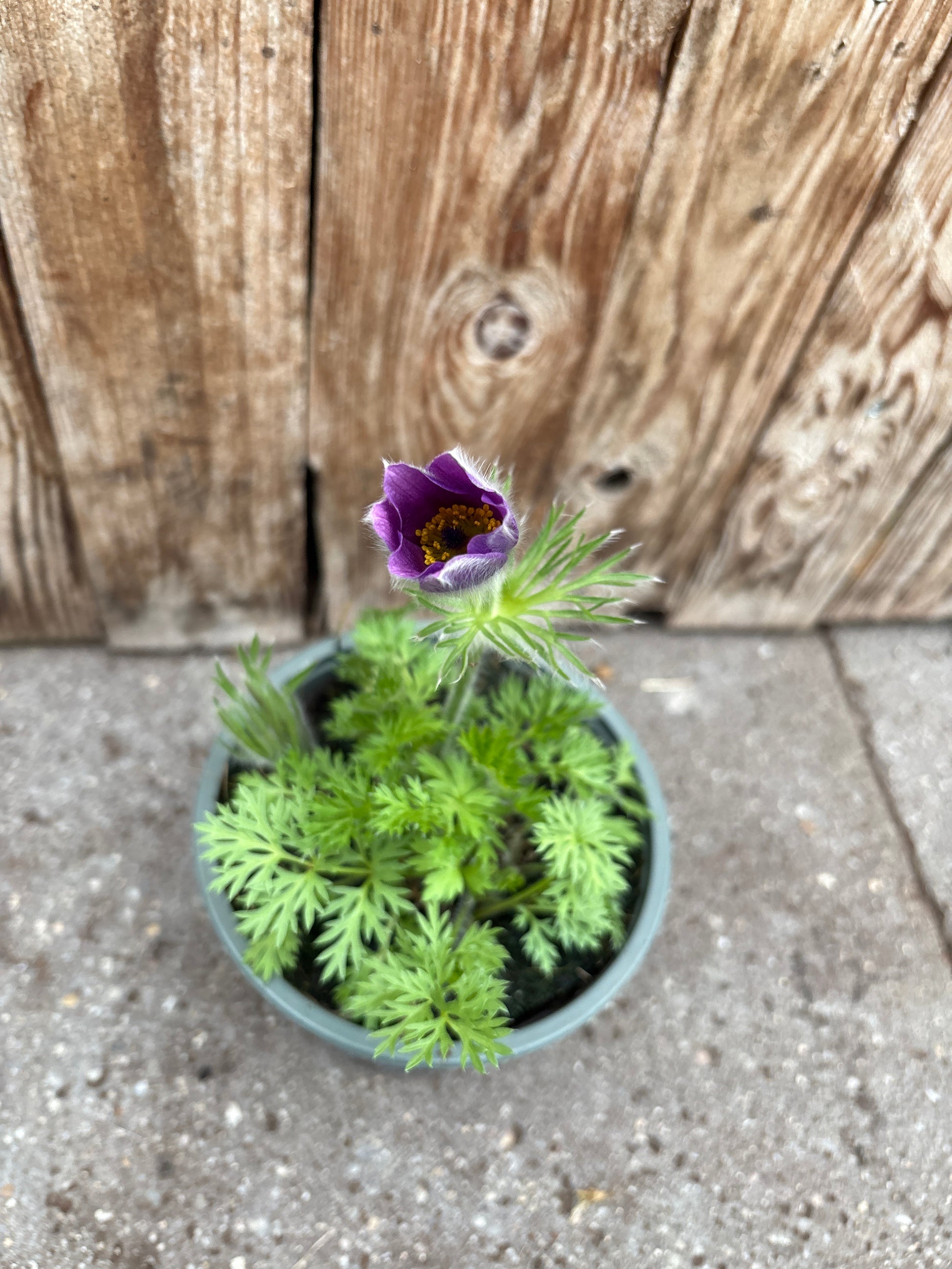 Pulsatilla vulgaris vaste plant