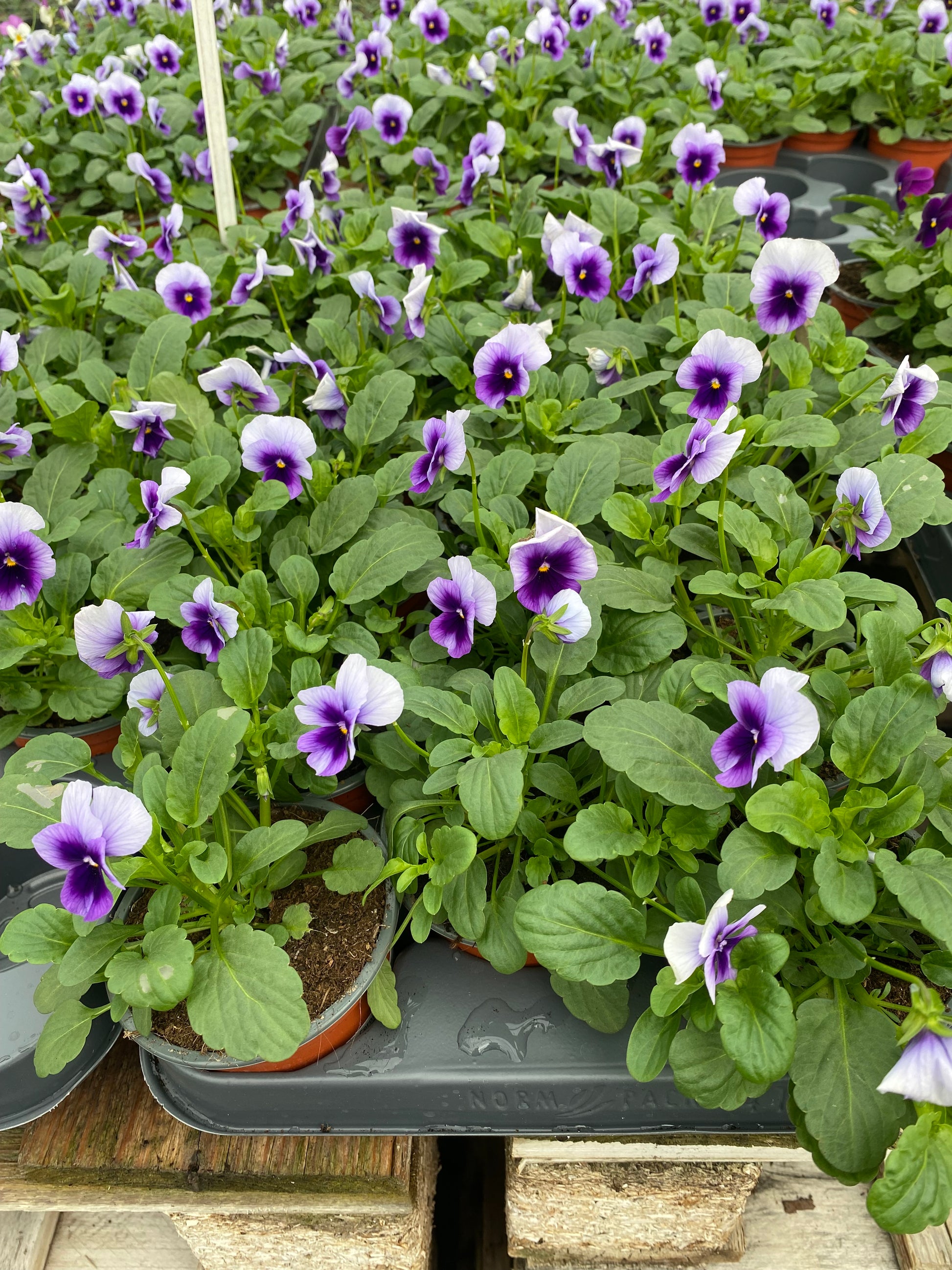 Winterviolen kleinbloemig