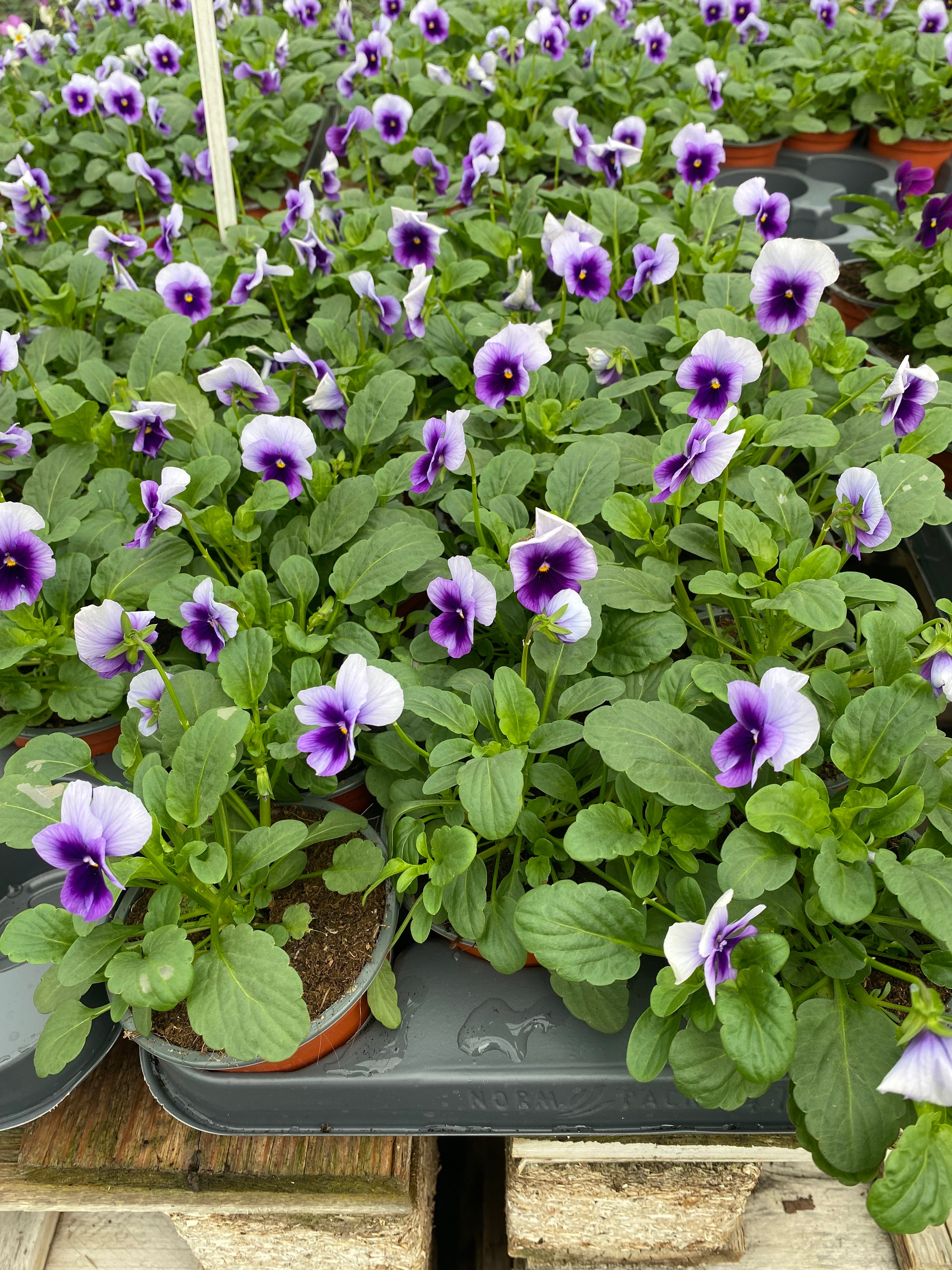 Winterviolen kleinbloemig