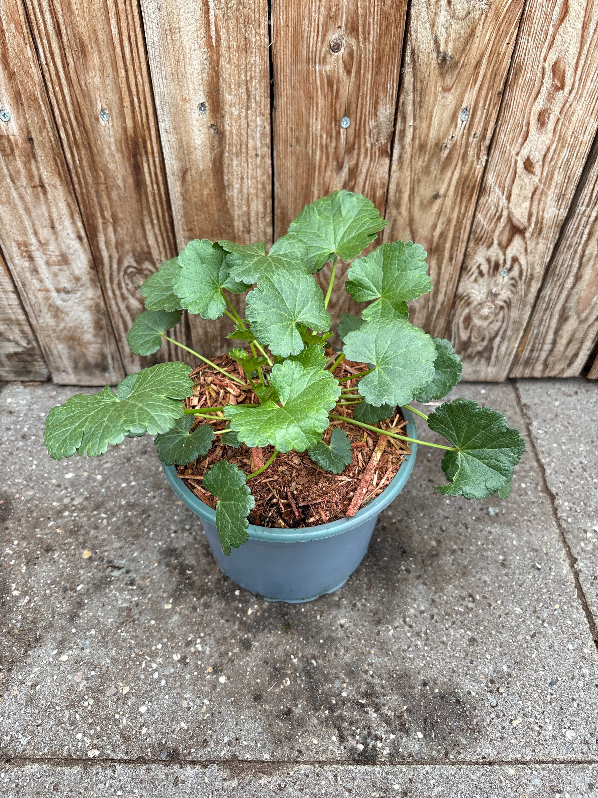 Sidalcea vaste plant