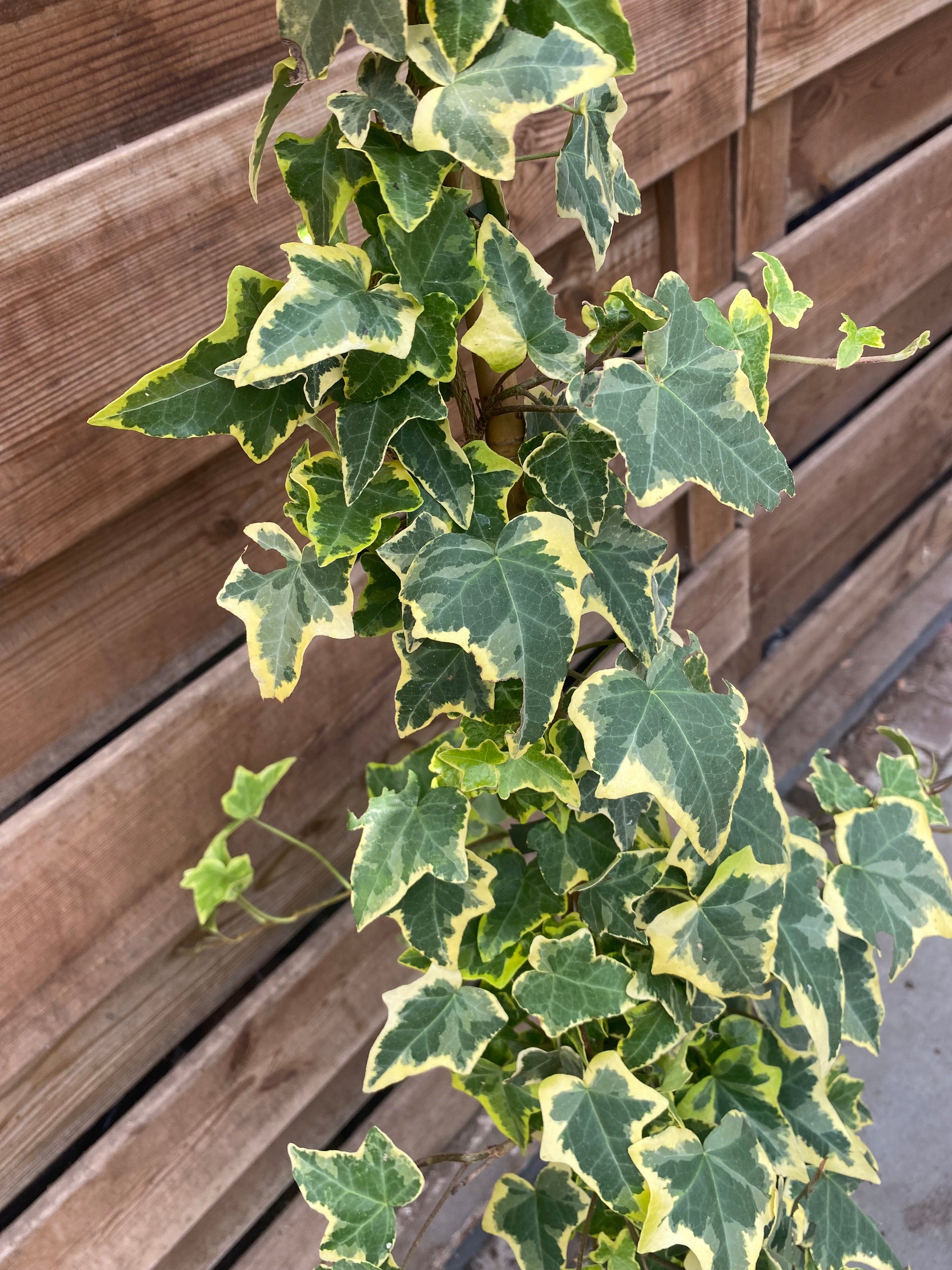 Hedera Helix