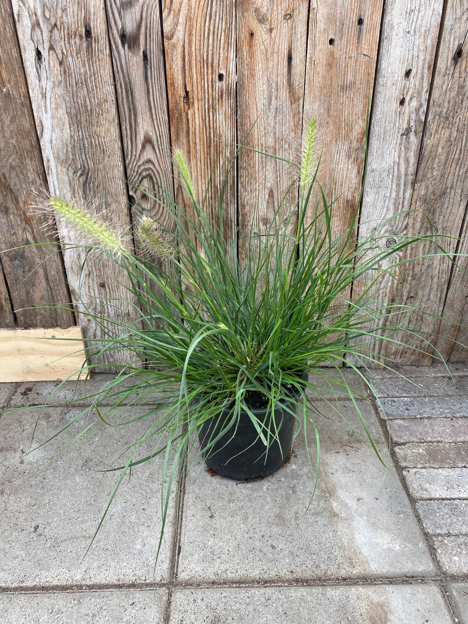 Pennisetum (gras)