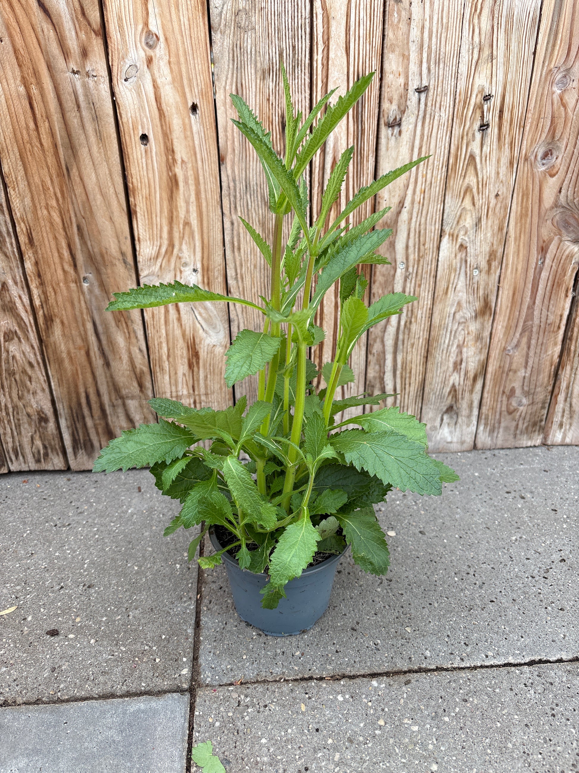 Verbena bonariensis vaste plant
