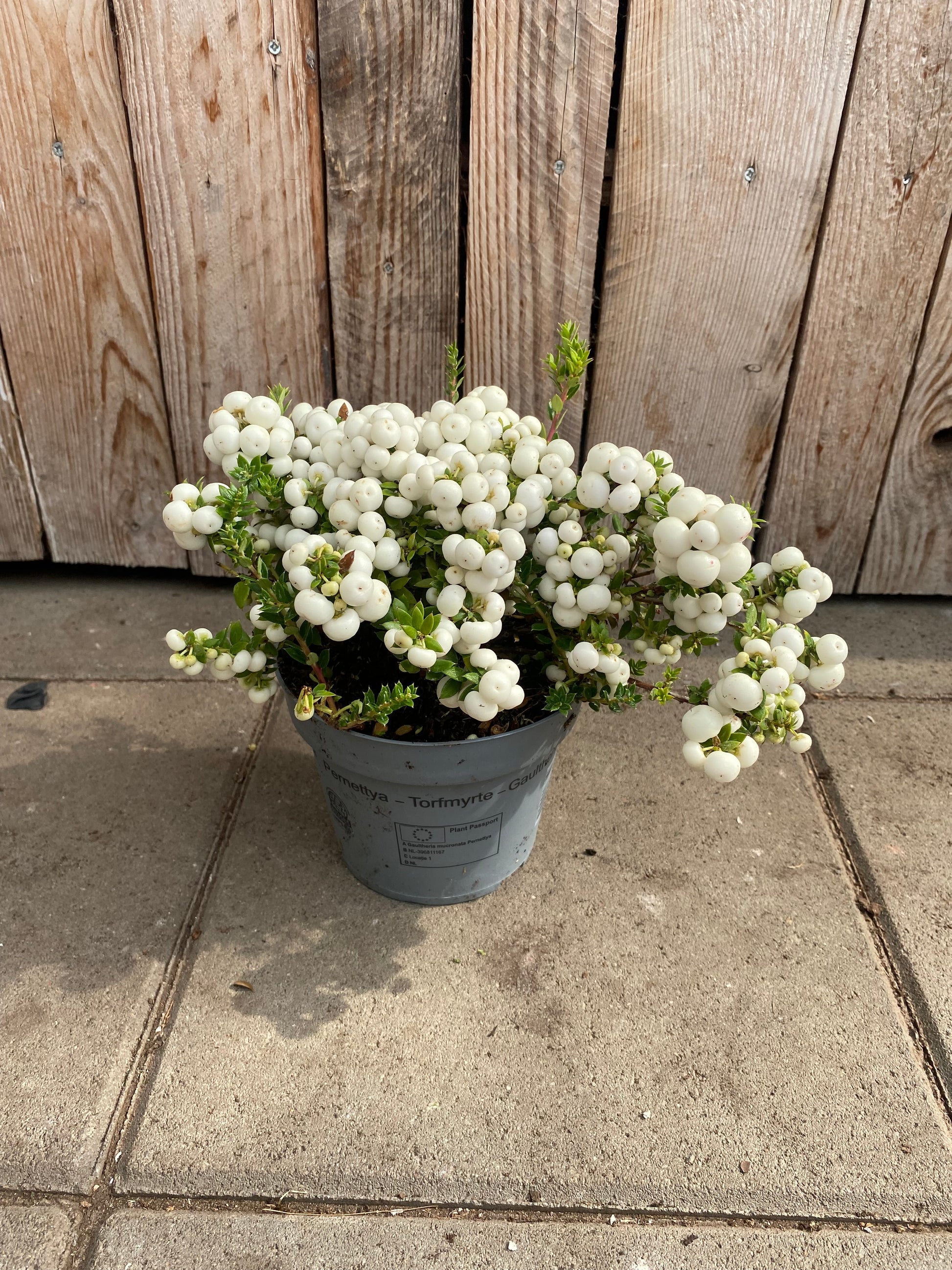 Gaultheria mucronata