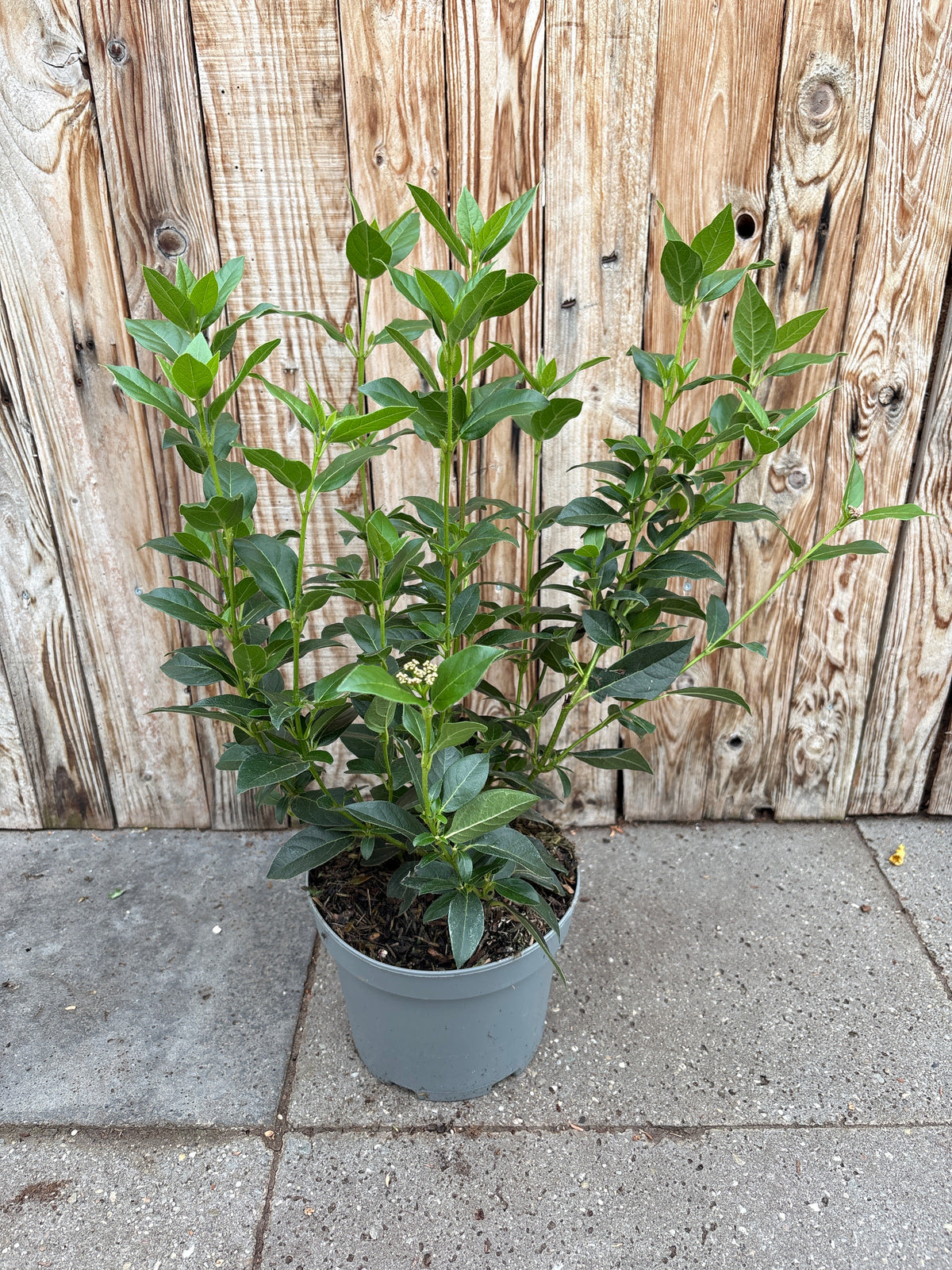 Viburnum Tinus
