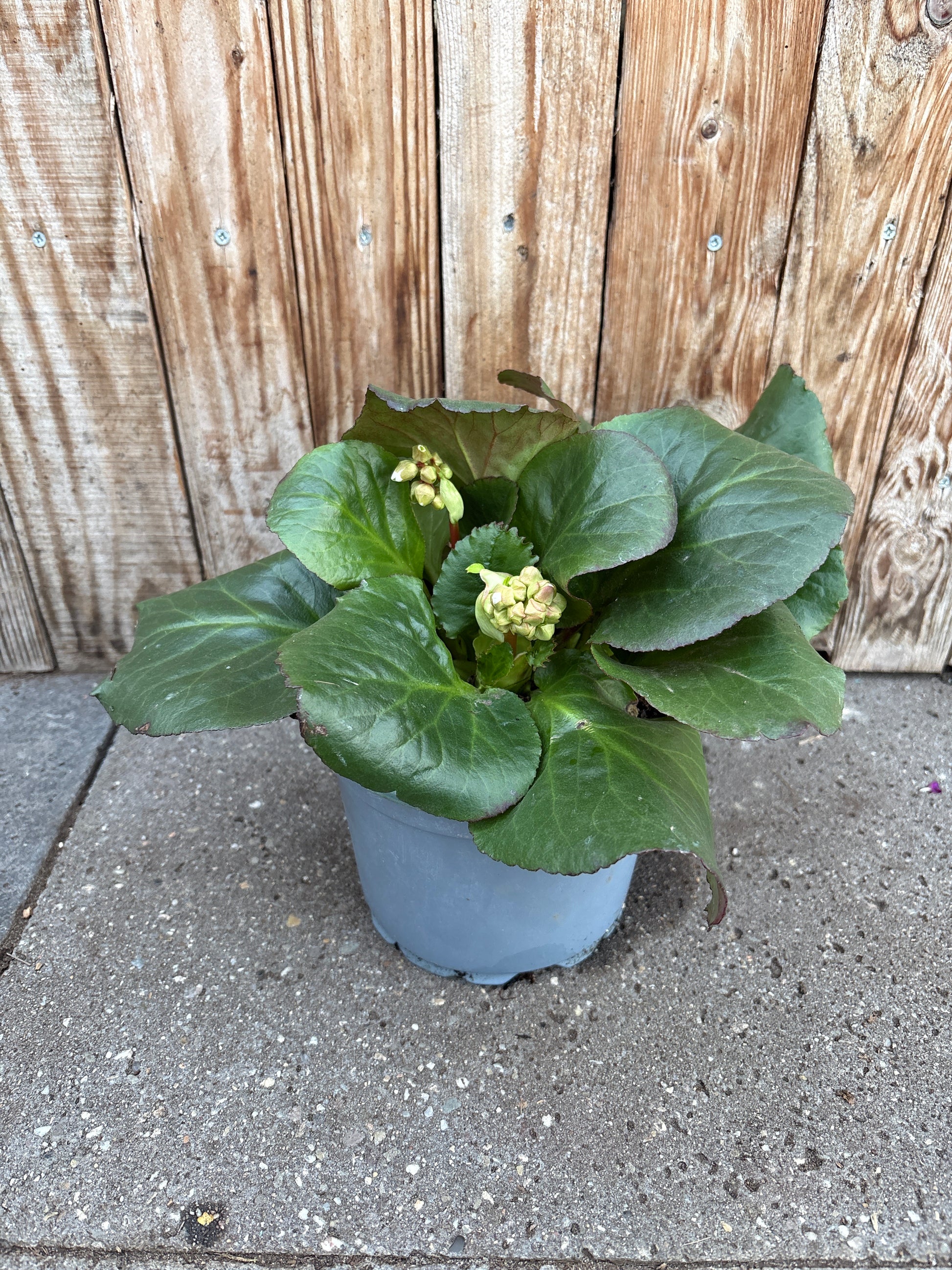 Bergenia vaste plant
