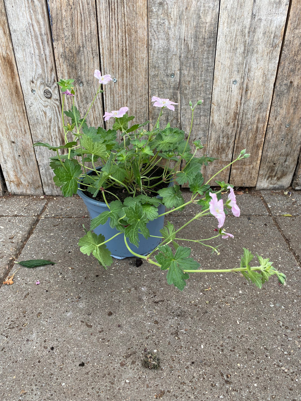 Geranium Staude