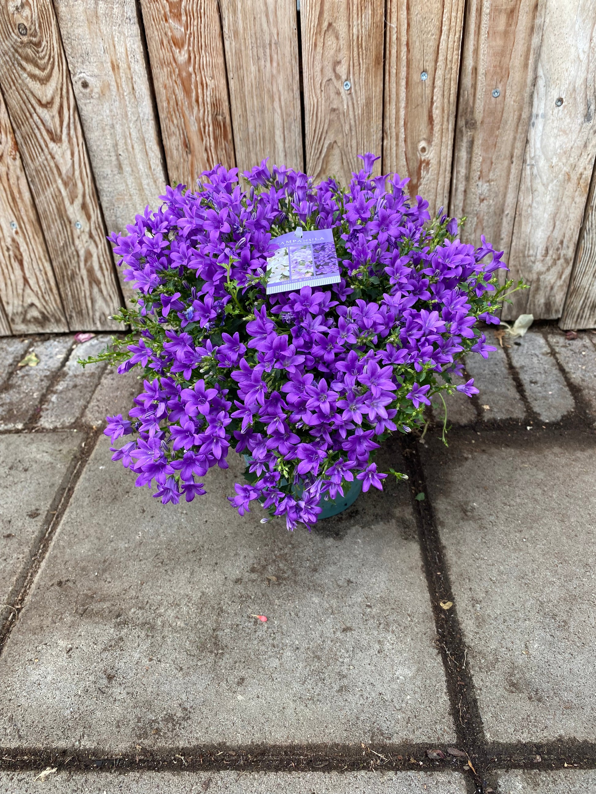 Campanula