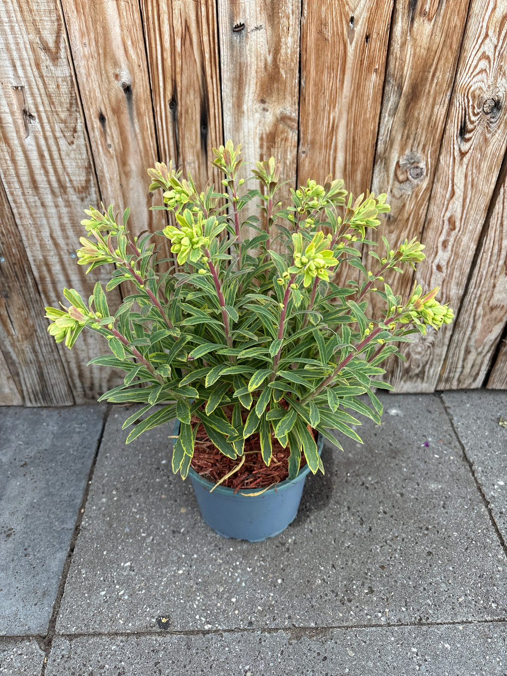 Euphorbia martini perennial