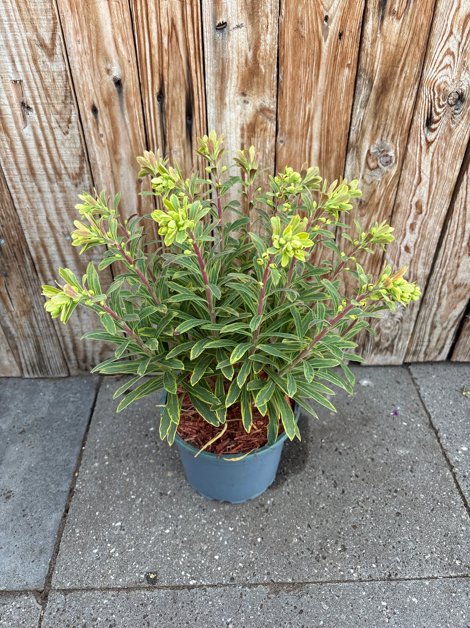 Euphorbia martini perennial