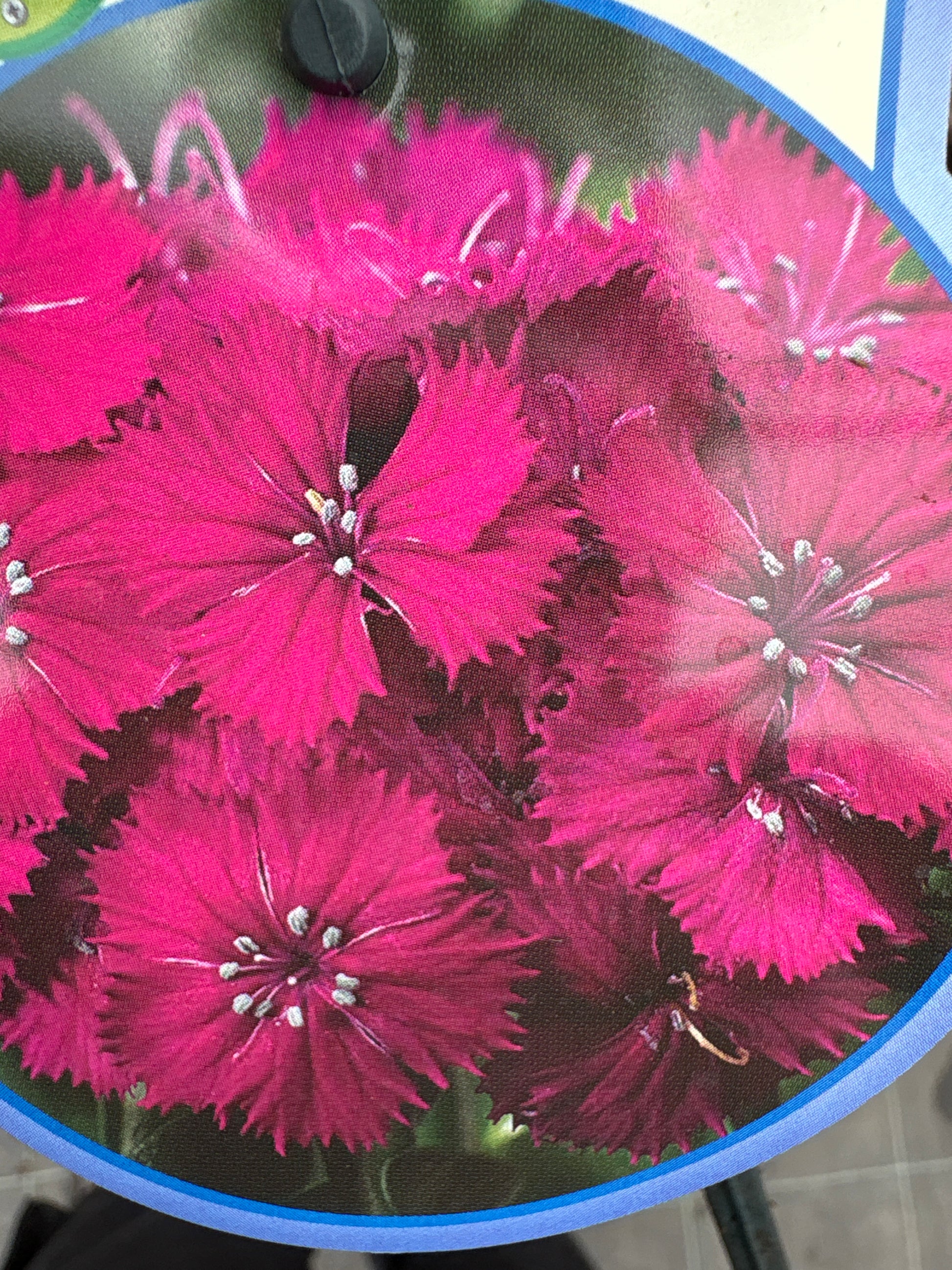 Dianthus barbarini vaste plant