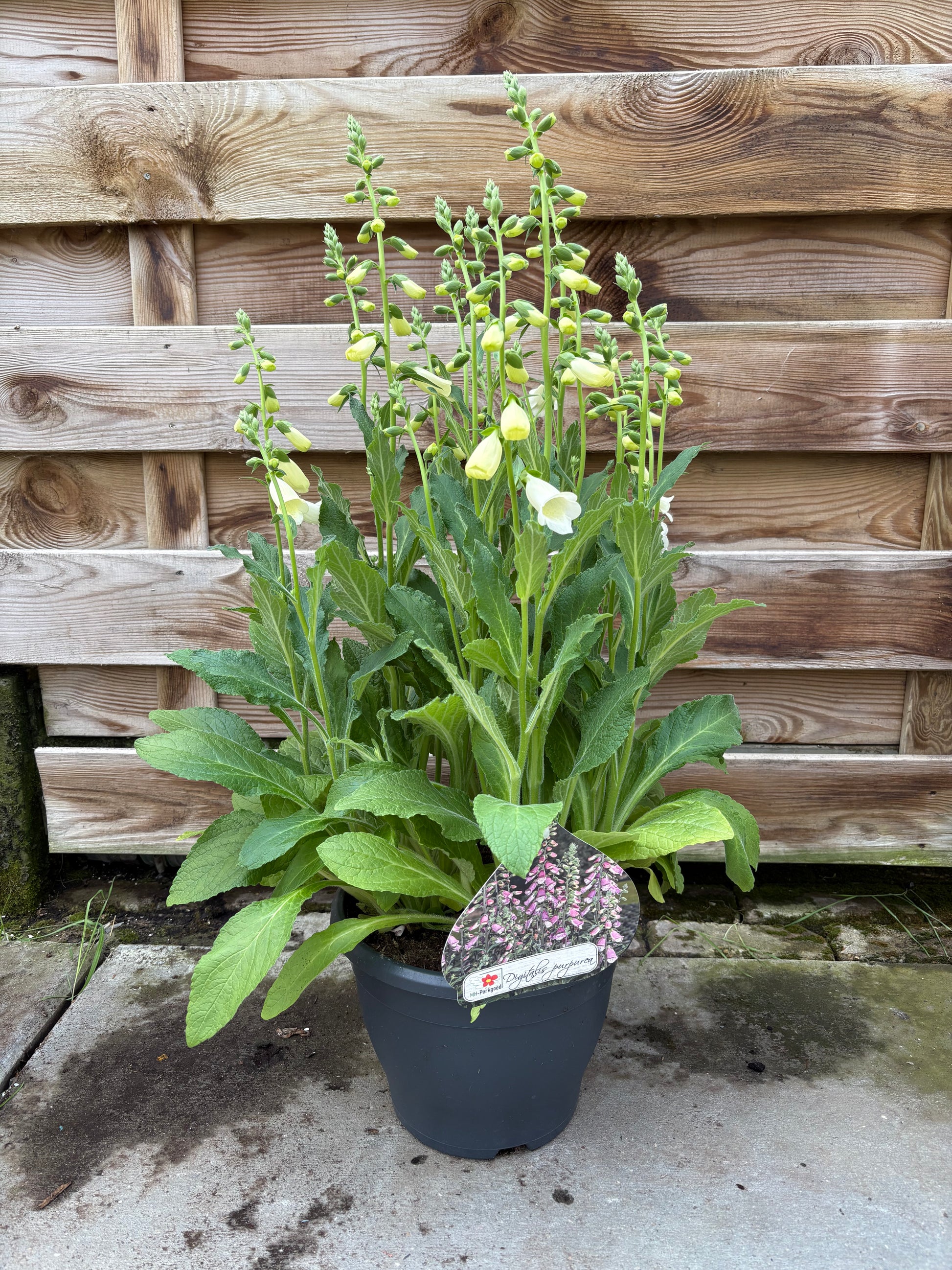 Digitalis struik