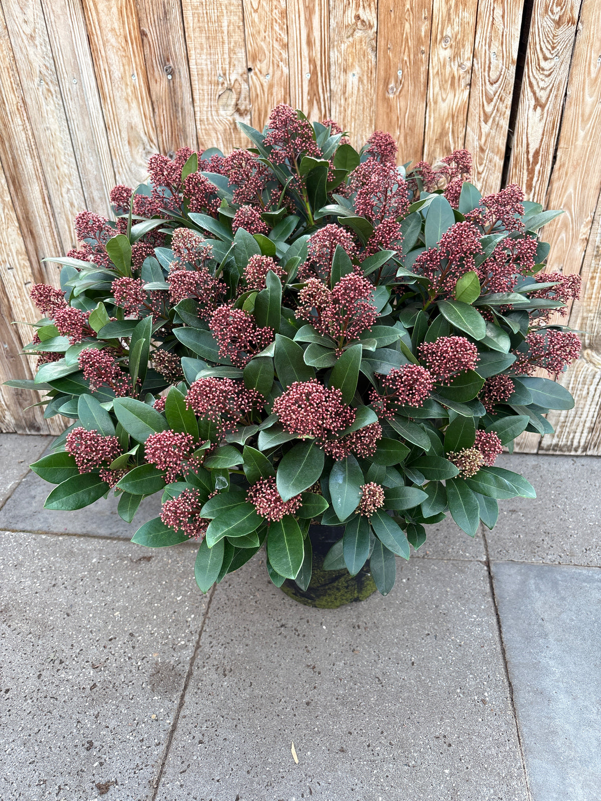 Skimmia Japonica XL