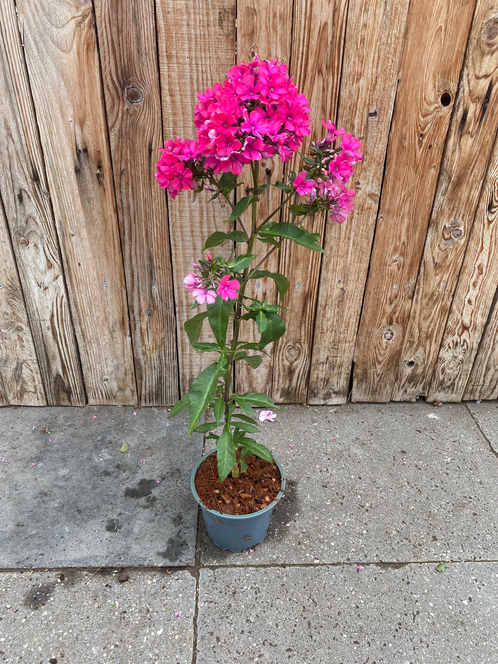 Phlox pan vaste plant