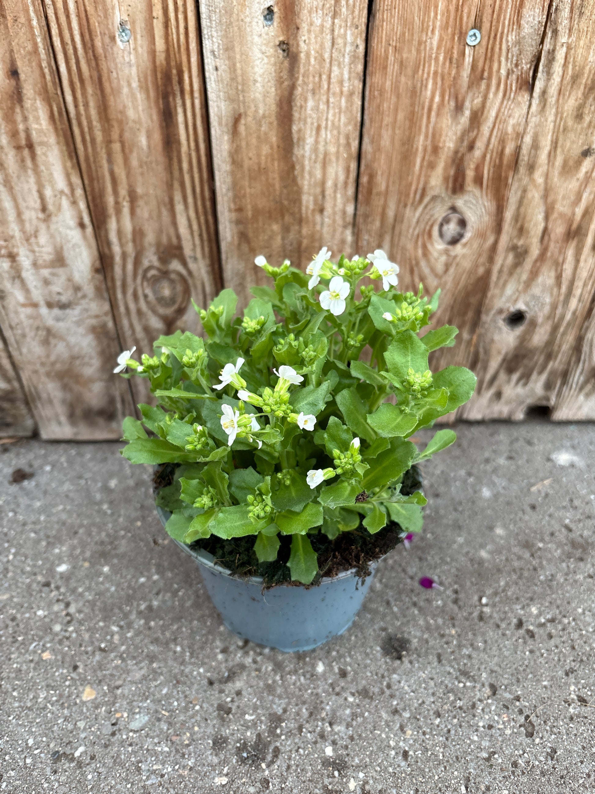 Arabis caucasica perennial
