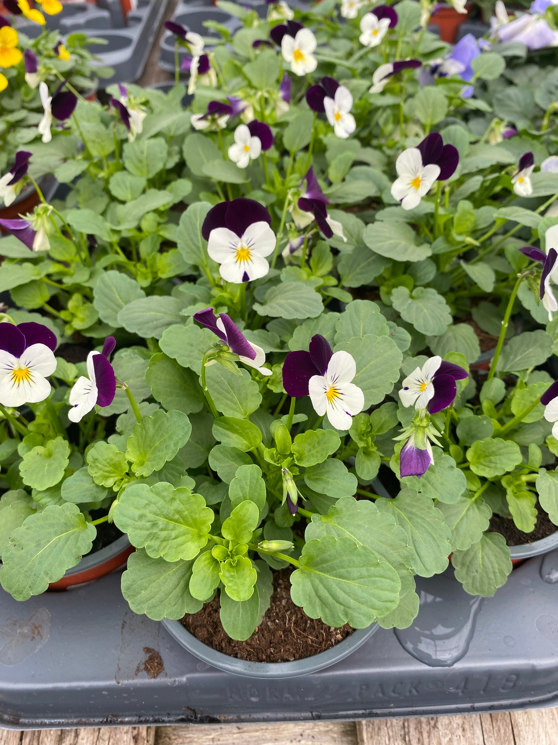 Winterviolen kleinbloemig