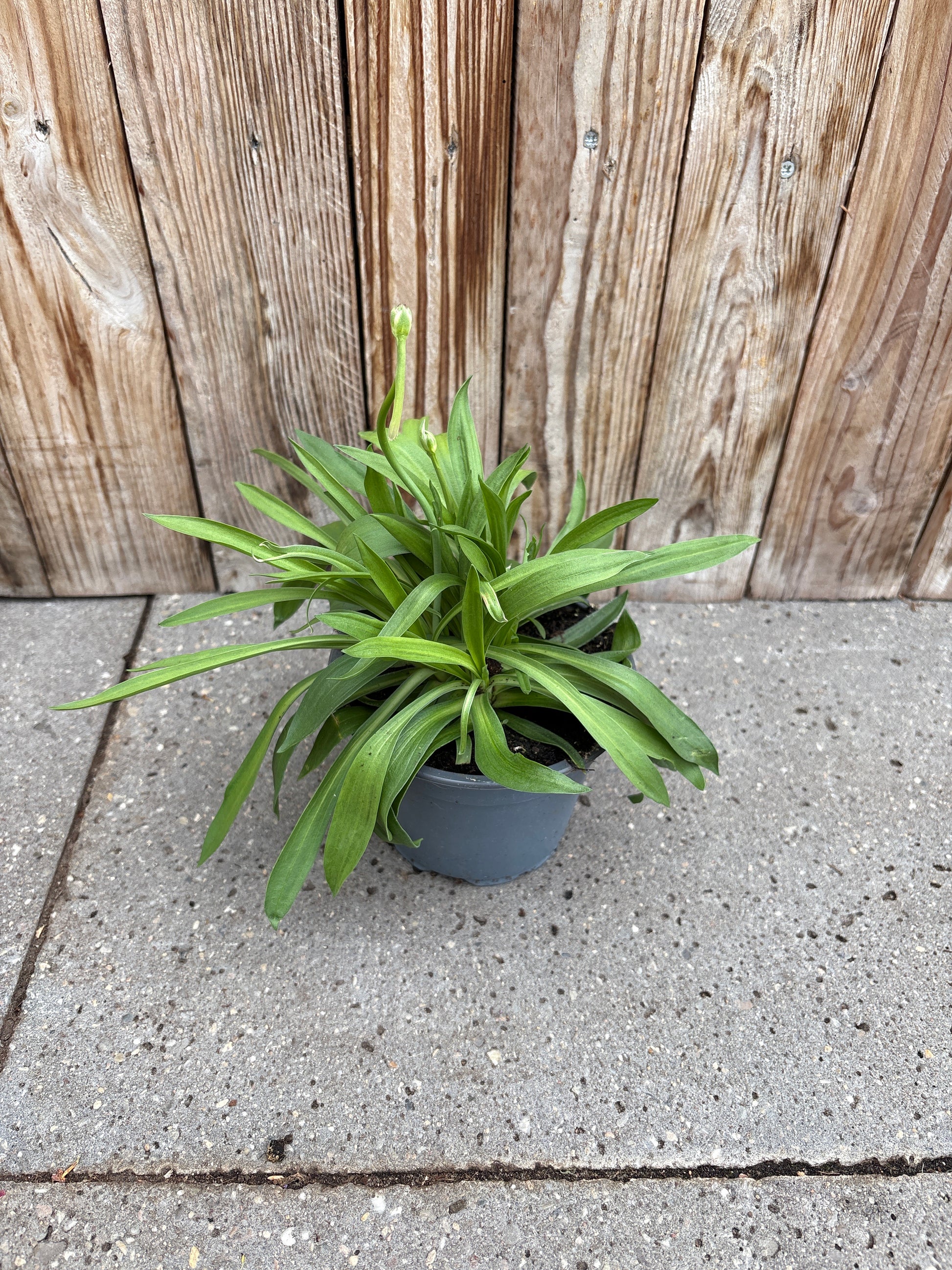 Armeria pseudarmeria perennial plant