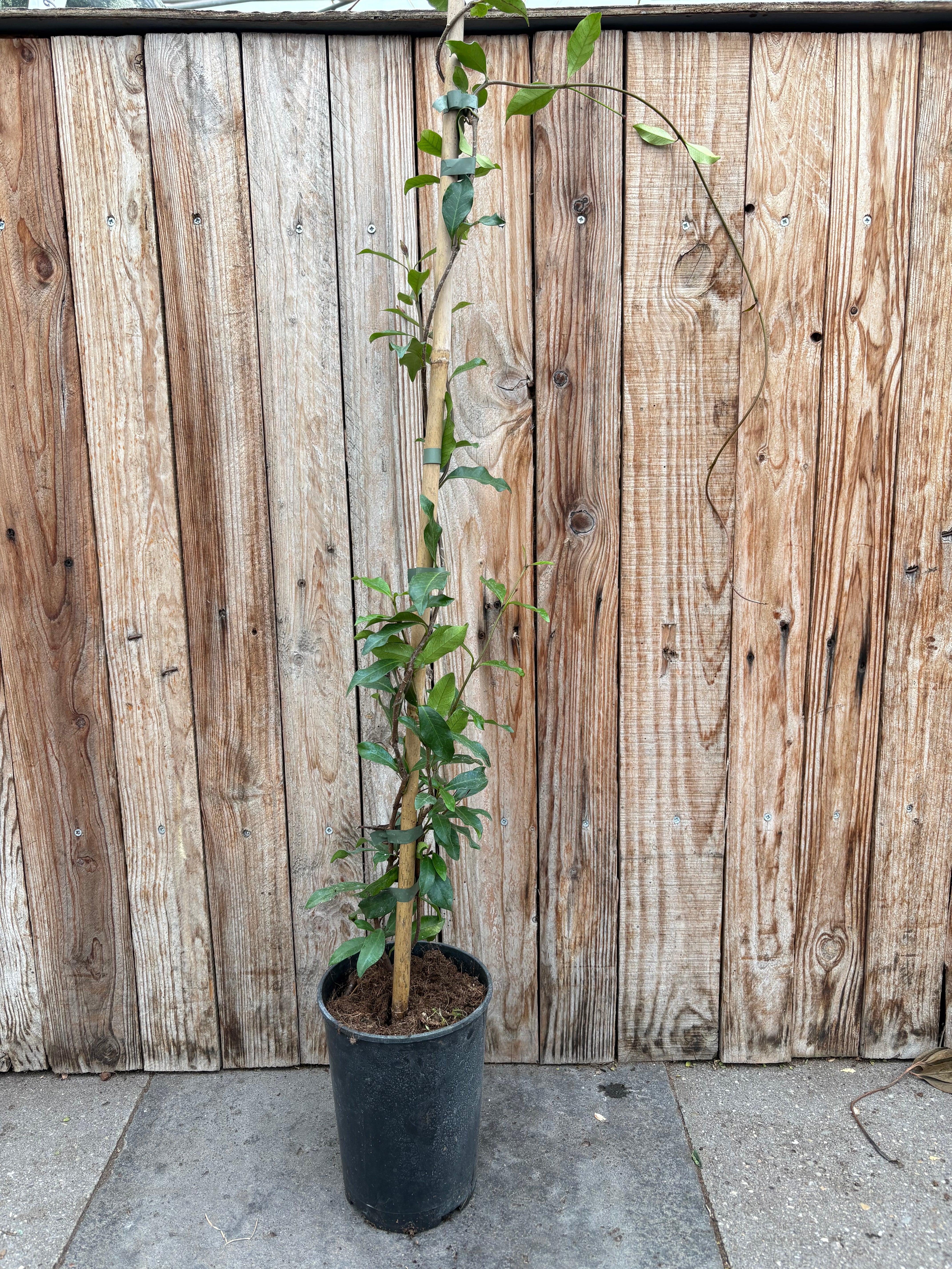 Star Jasmine (Trachelospermum jasminoides) white – Kwekerij Harmelen