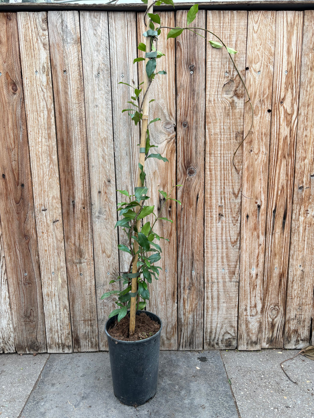 Toscaanse Jasmijn roze