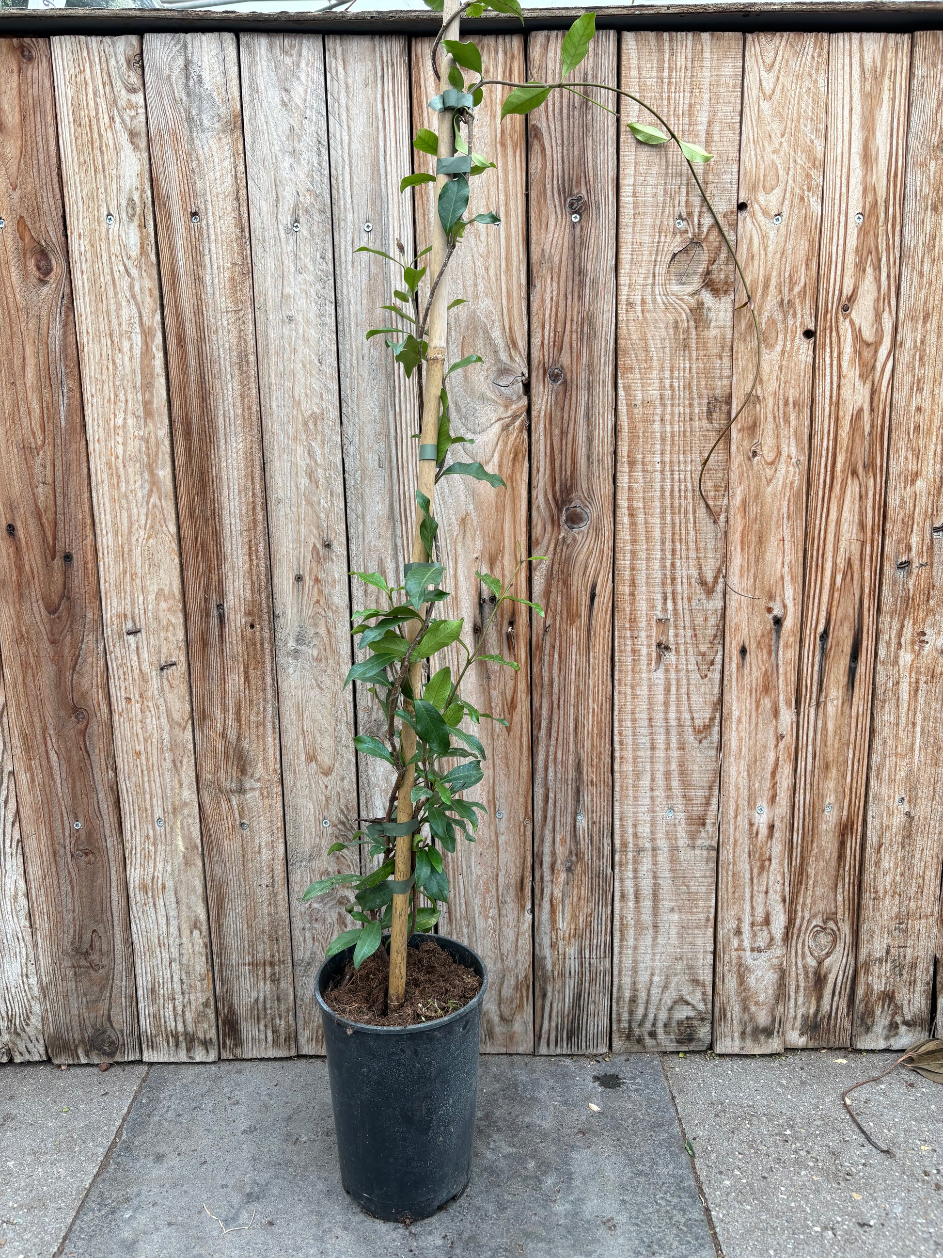 Toscaanse Jasmijn (Trachelospermum jasminoides)