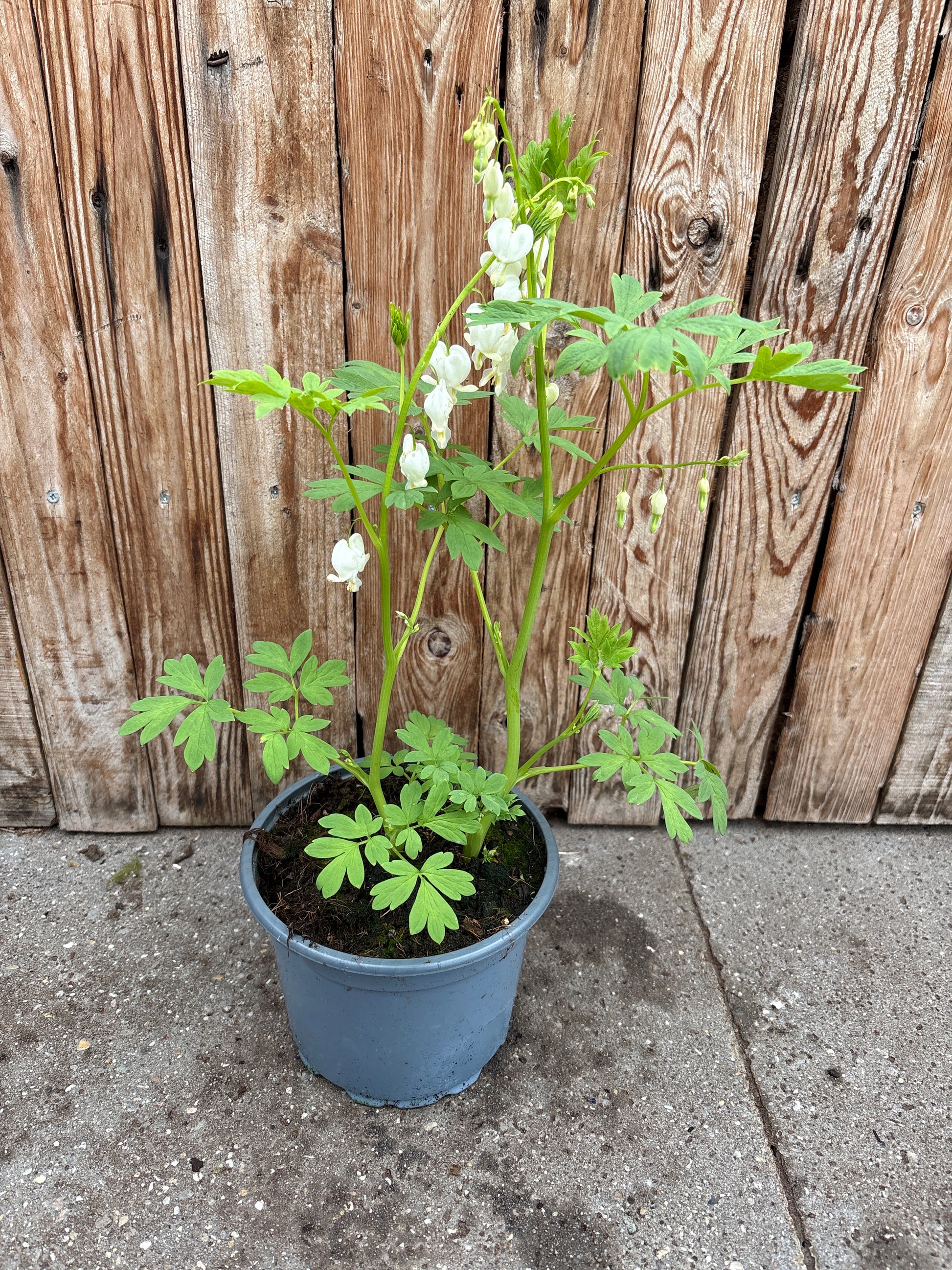 Dicentra spectabilis vaste plant
