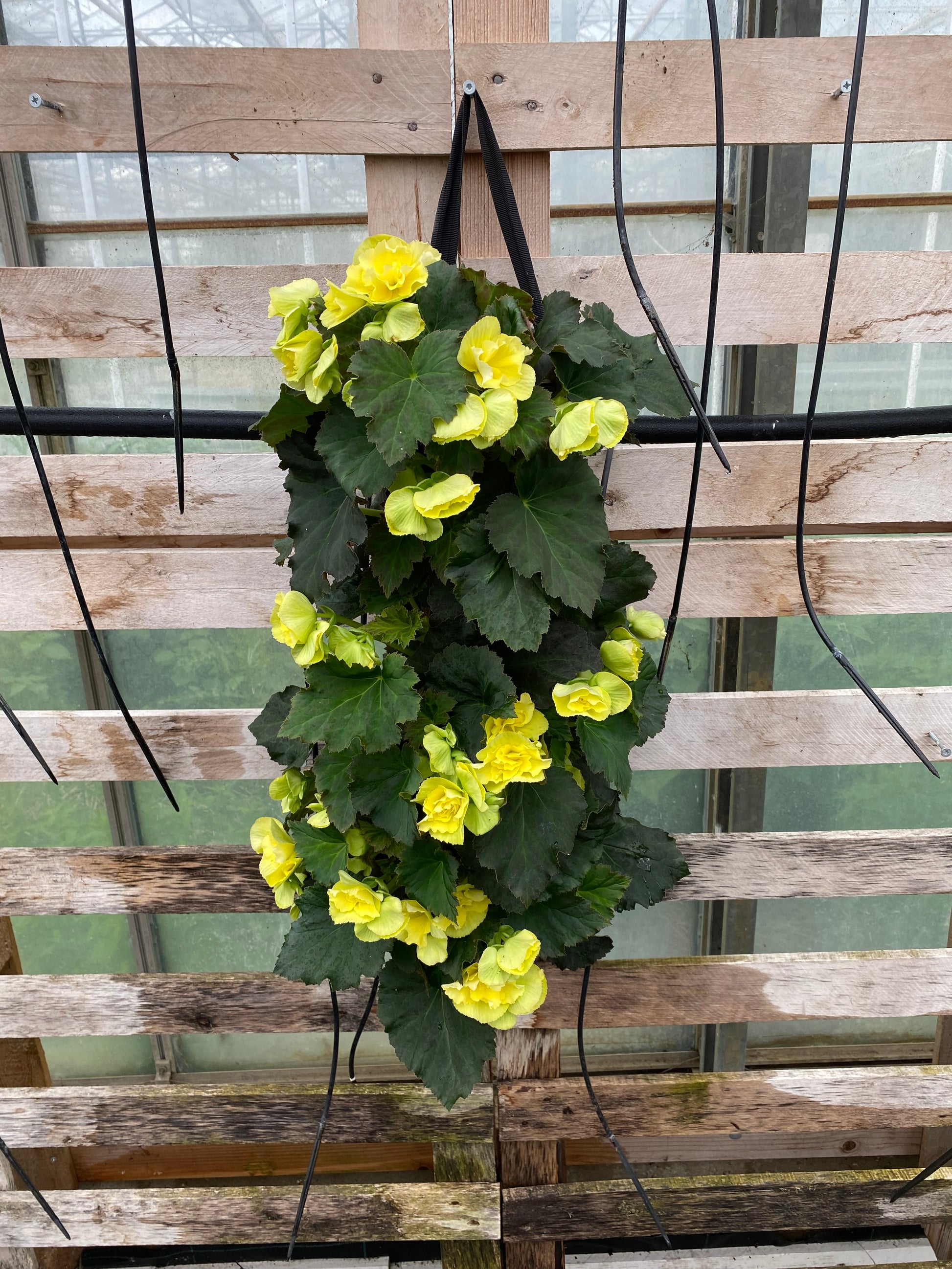 Wandhanger knolbegonia