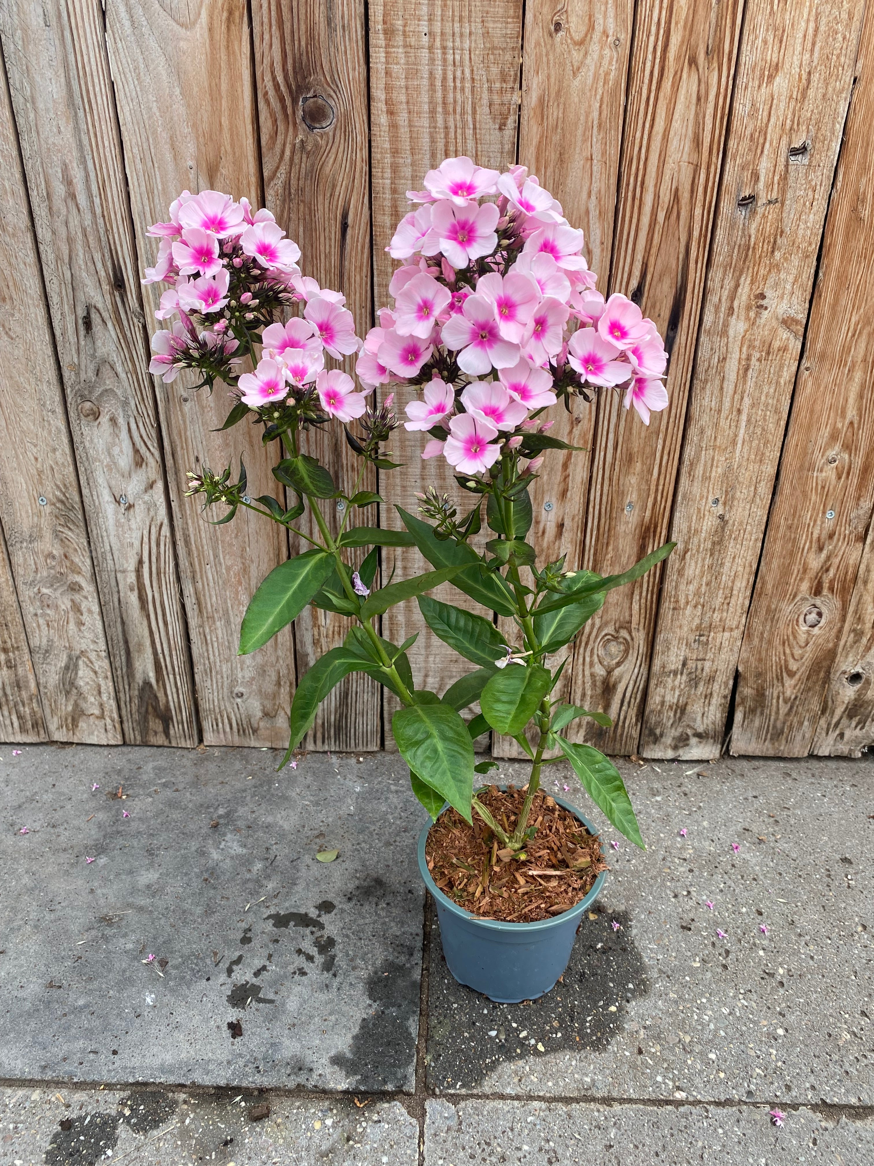 Phlox paniculata vaste plant