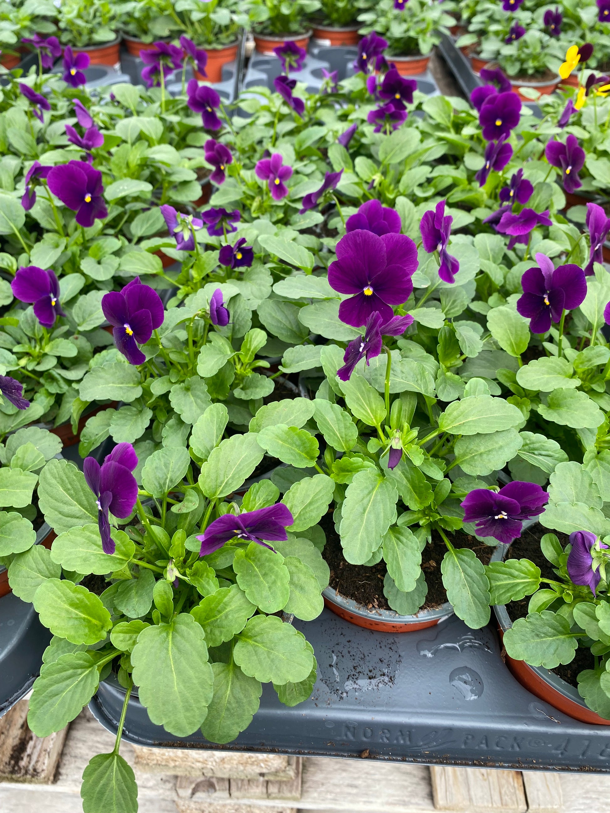 Winterviolen kleinbloemig