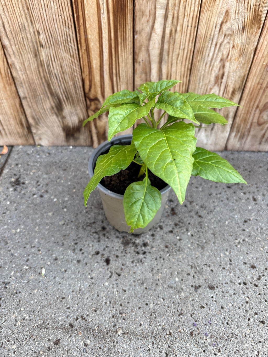 Peper (Madame Jeanette)