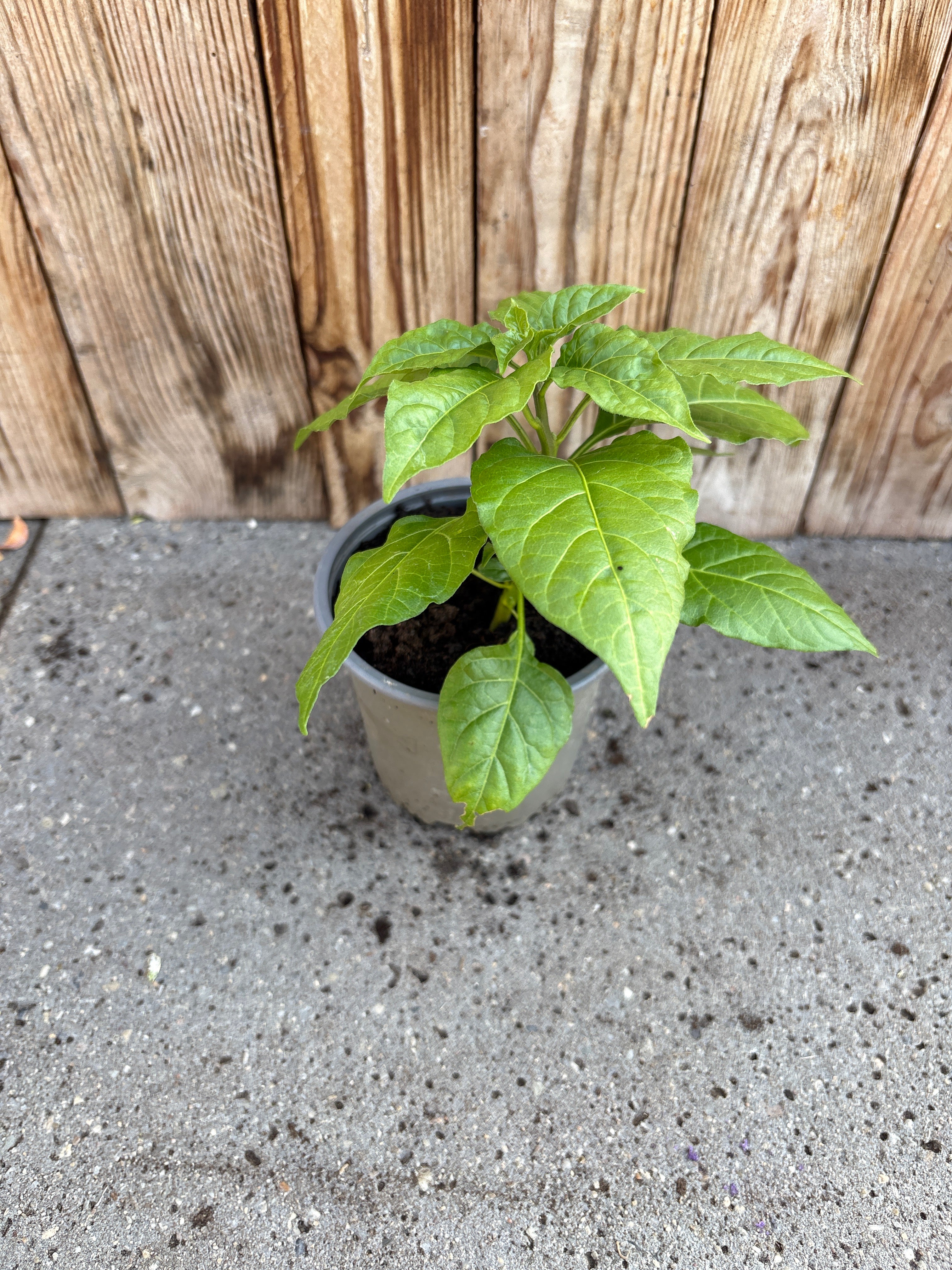 Peper (Madame Jeanette)