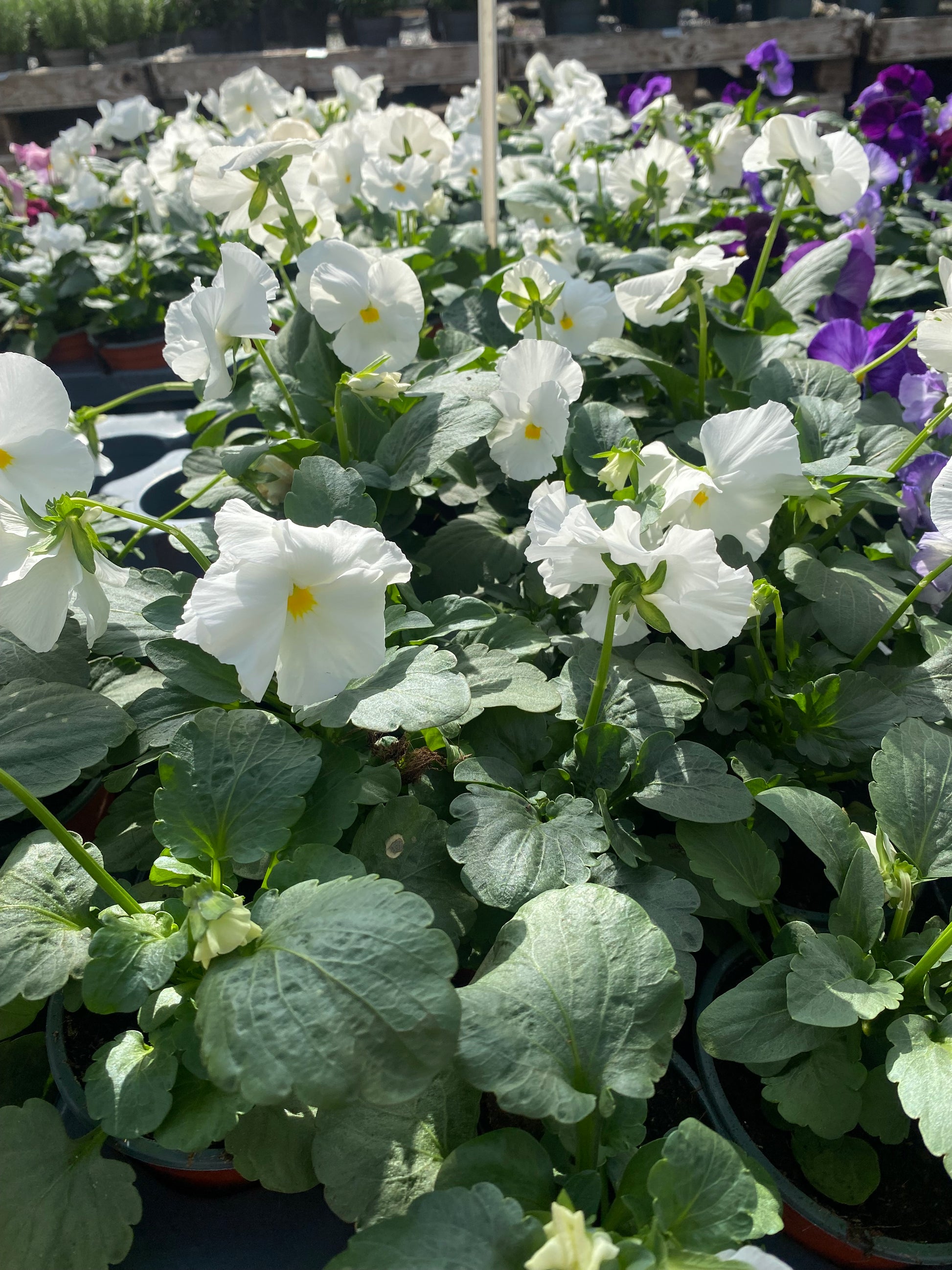 Winterviolen grootbloemig