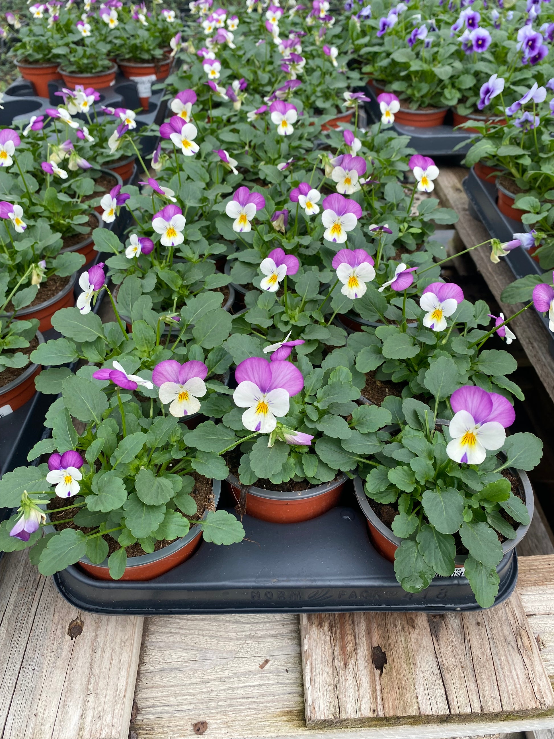 Winterviolen kleinbloemig