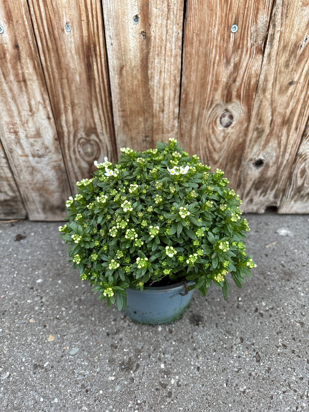 Iberis sempervirens vaste plant