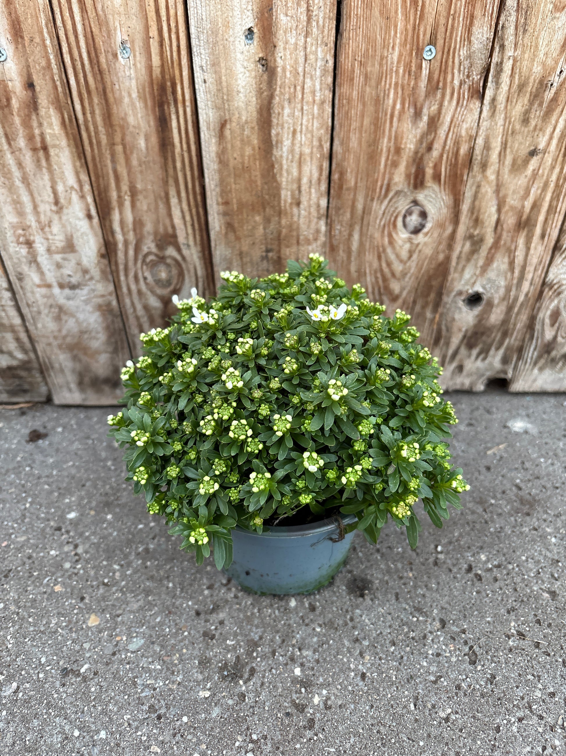 Iberis sempervirens vaste plant