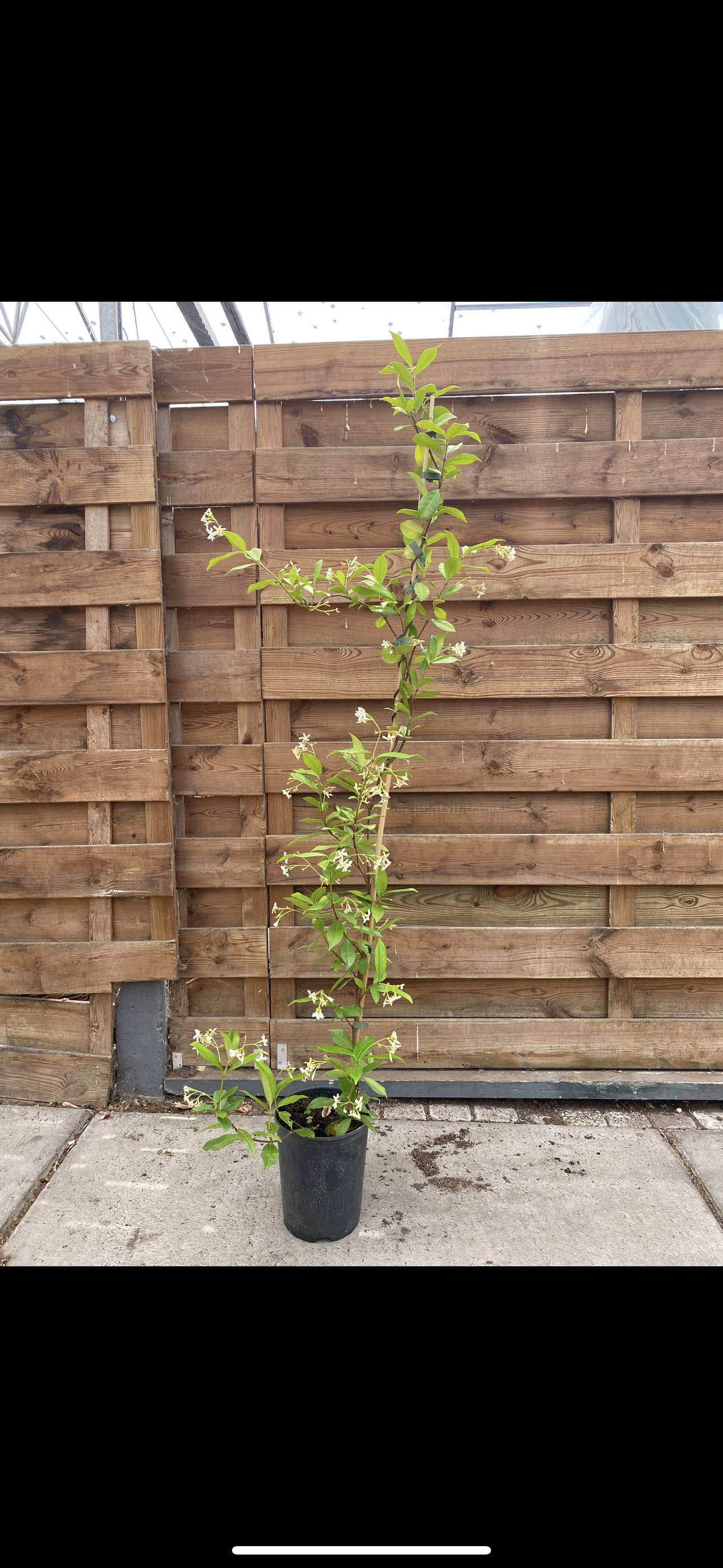 Toscaanse Jasmijn (Trachelospermum jasminoides)
