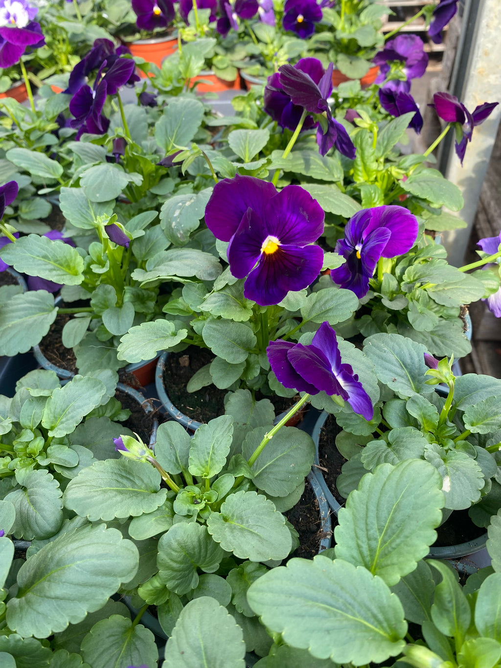 Violen großblumig