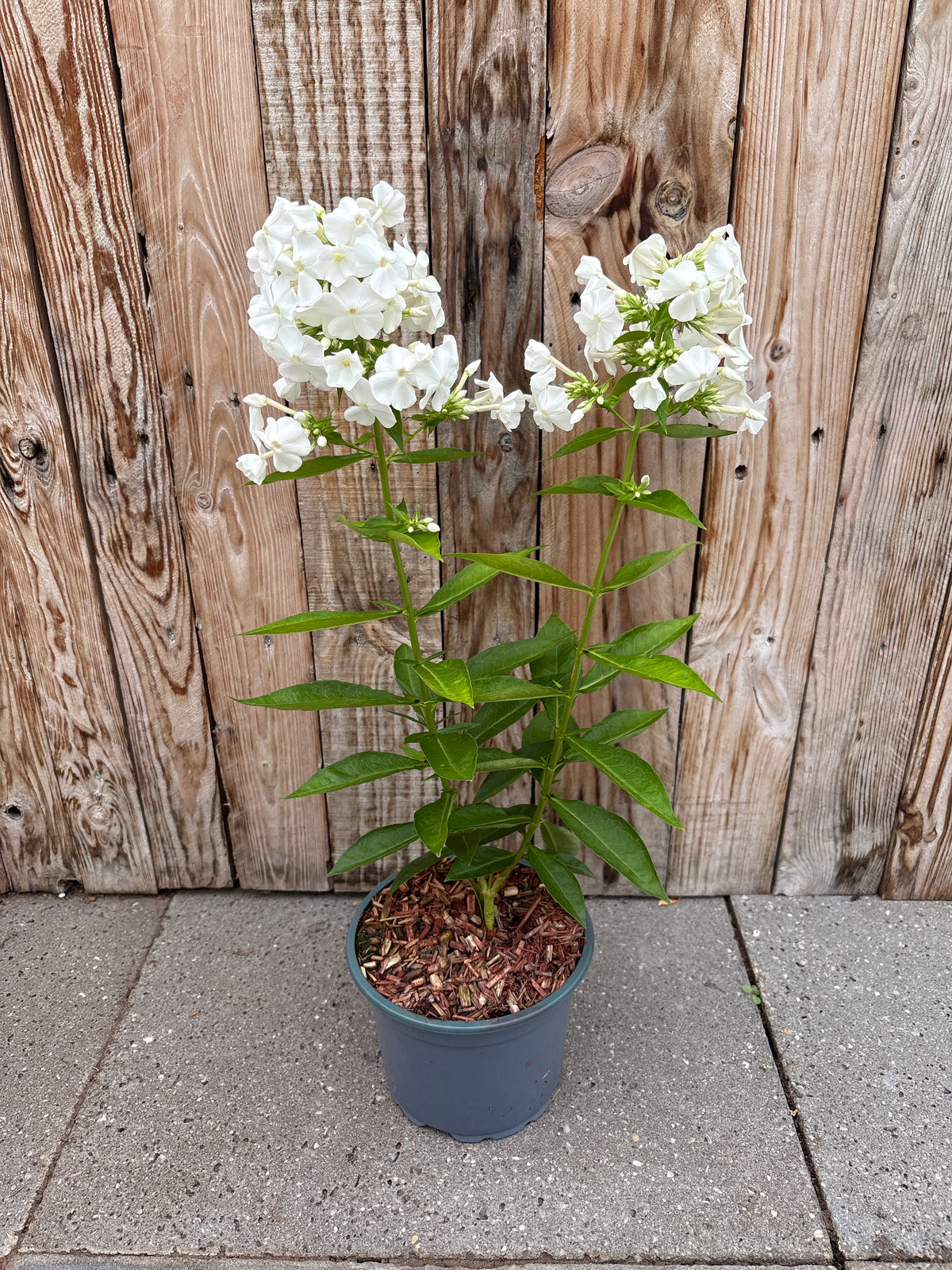 Phlox paniculata Staude