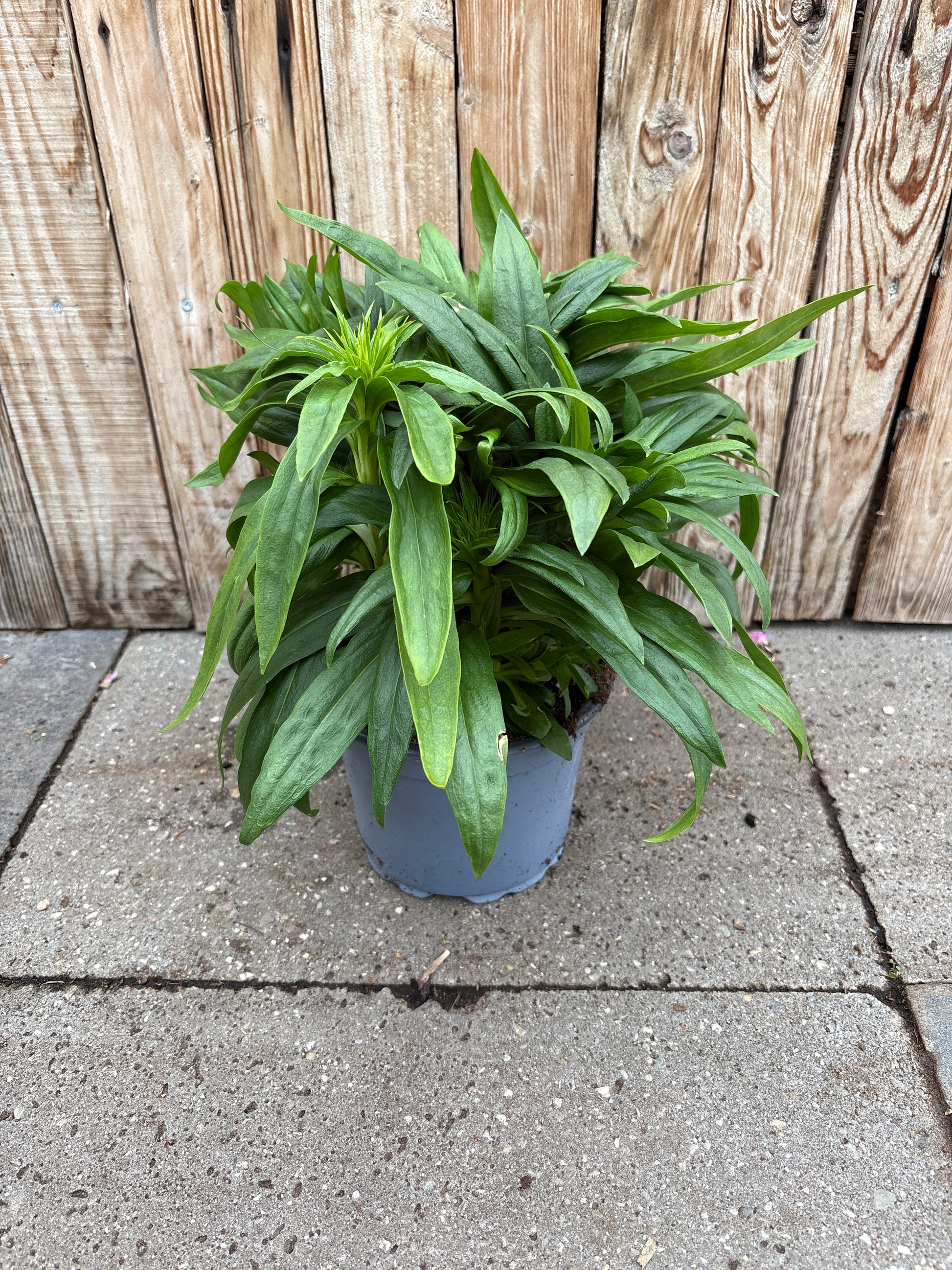 Dianthus barbarini vaste plant