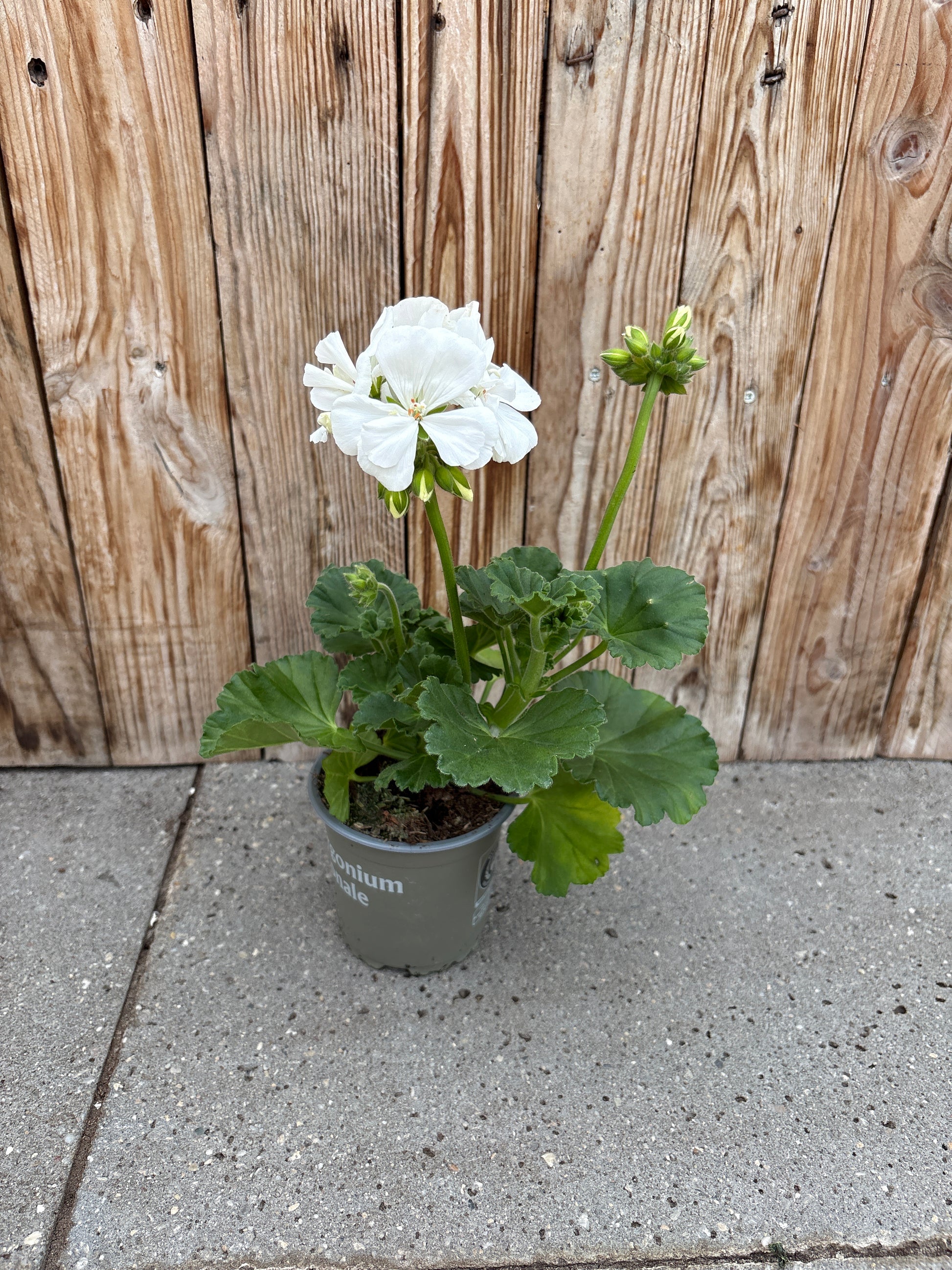Geranium staand