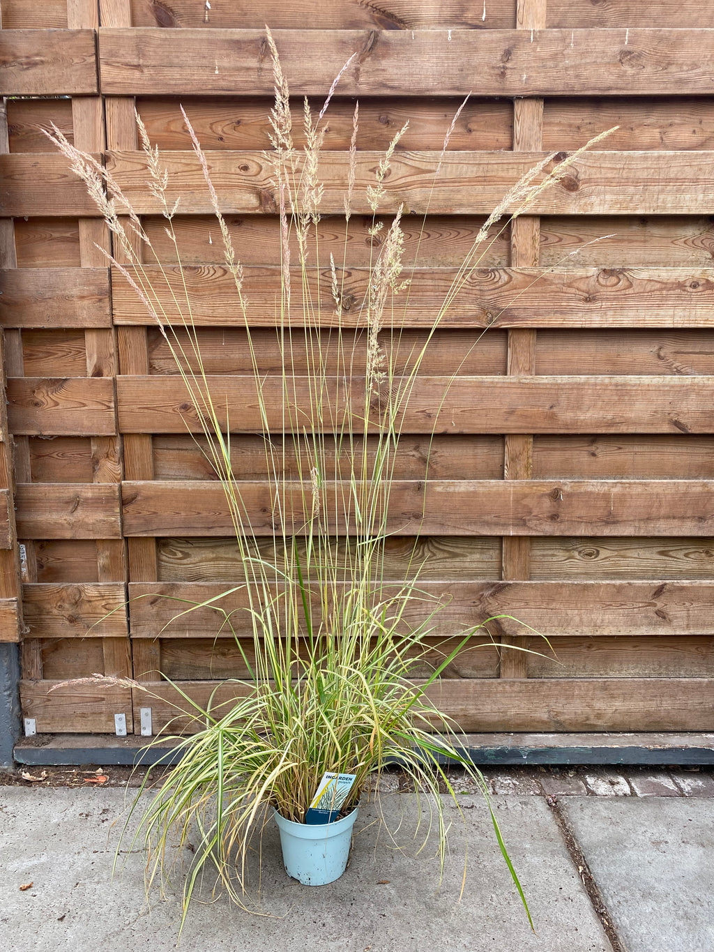 Calamagrostis acutiflora
