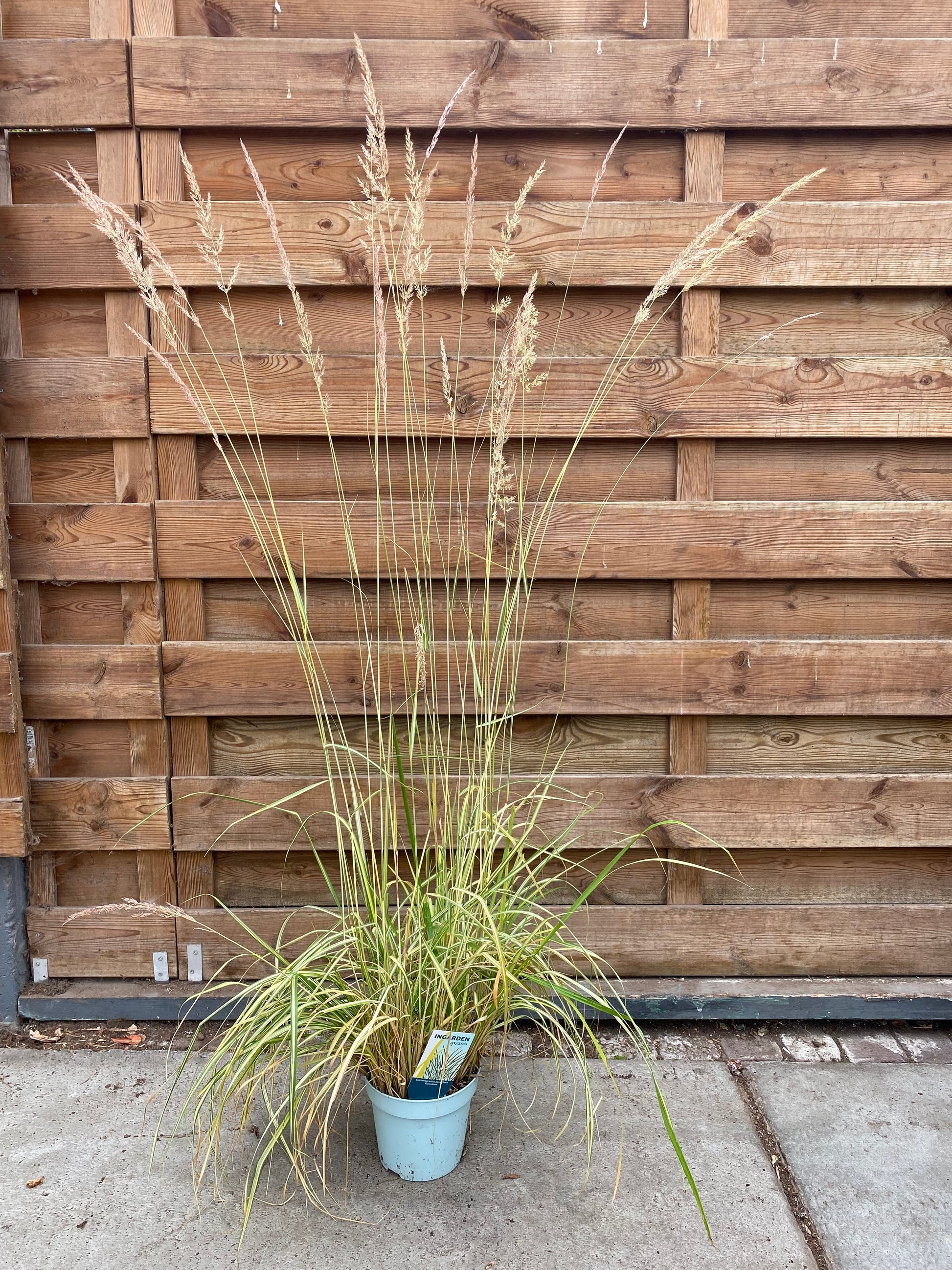 Calamagrostis acutiflora