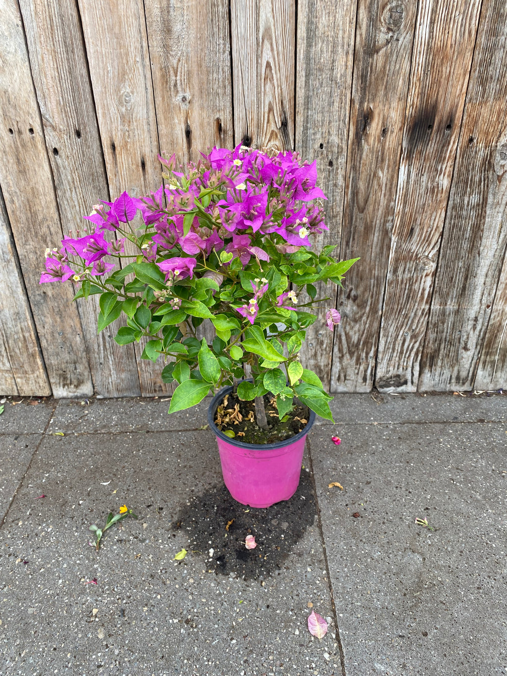 Bougainville stem