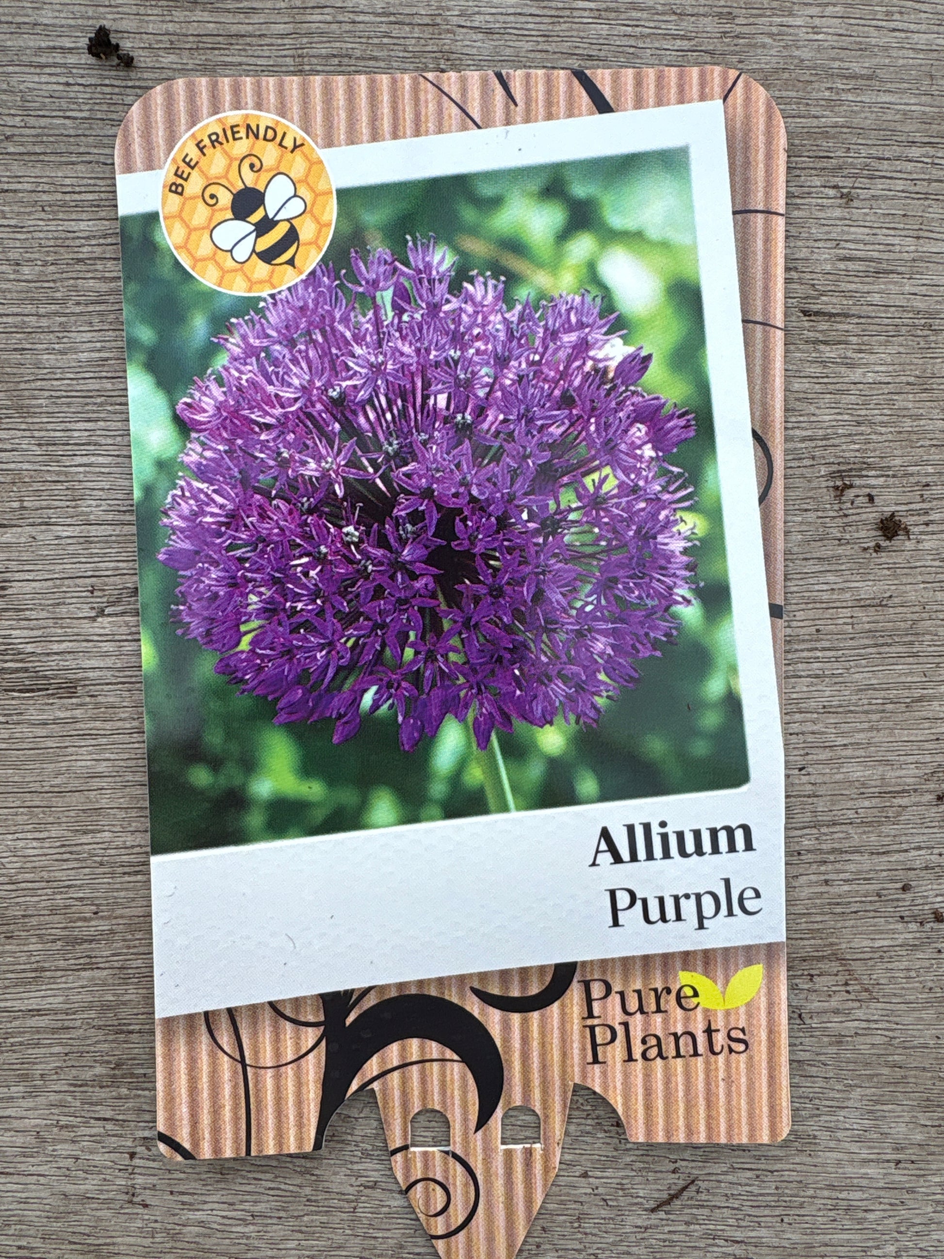 Allium