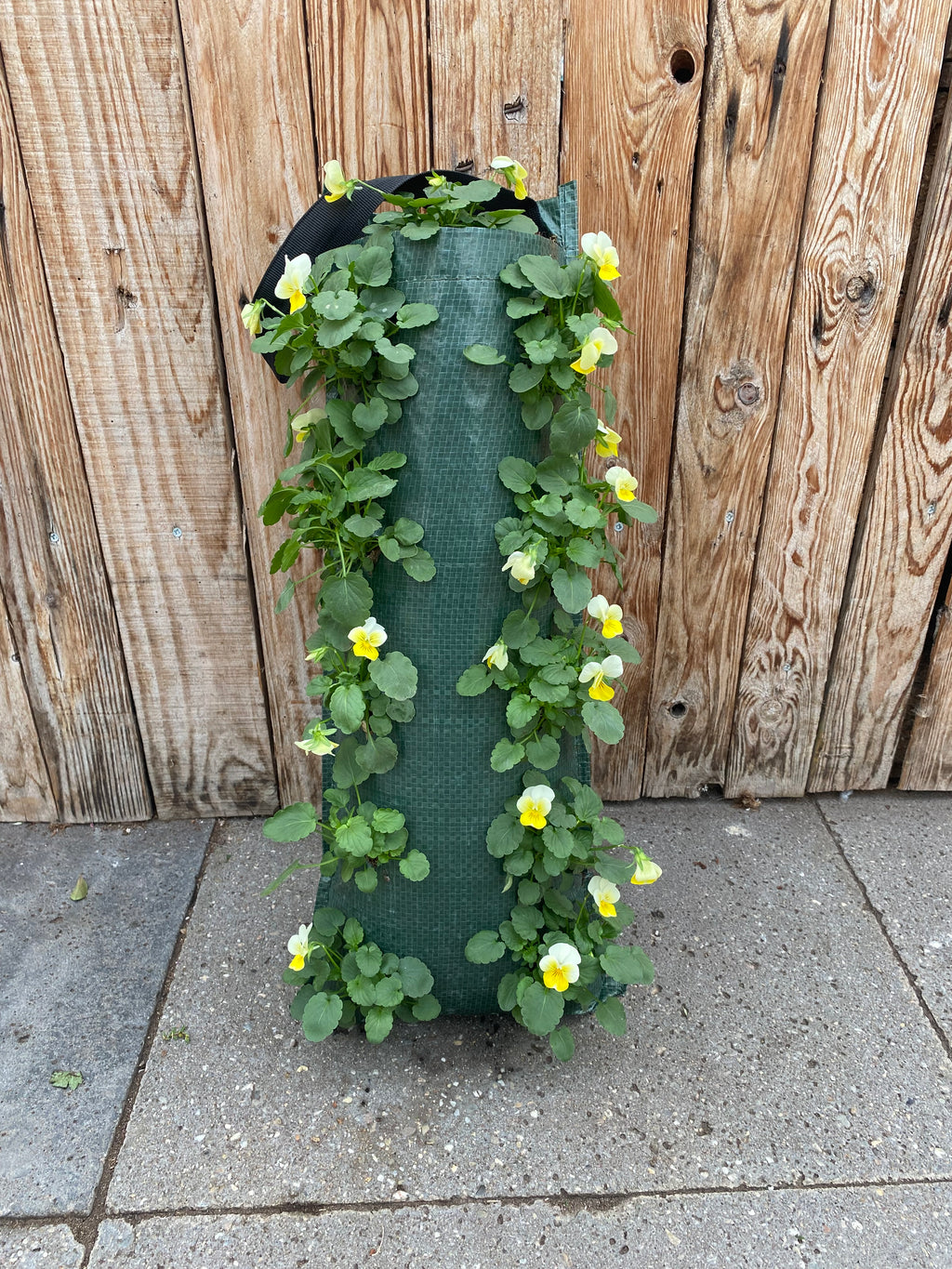 Wandhanger winterviool