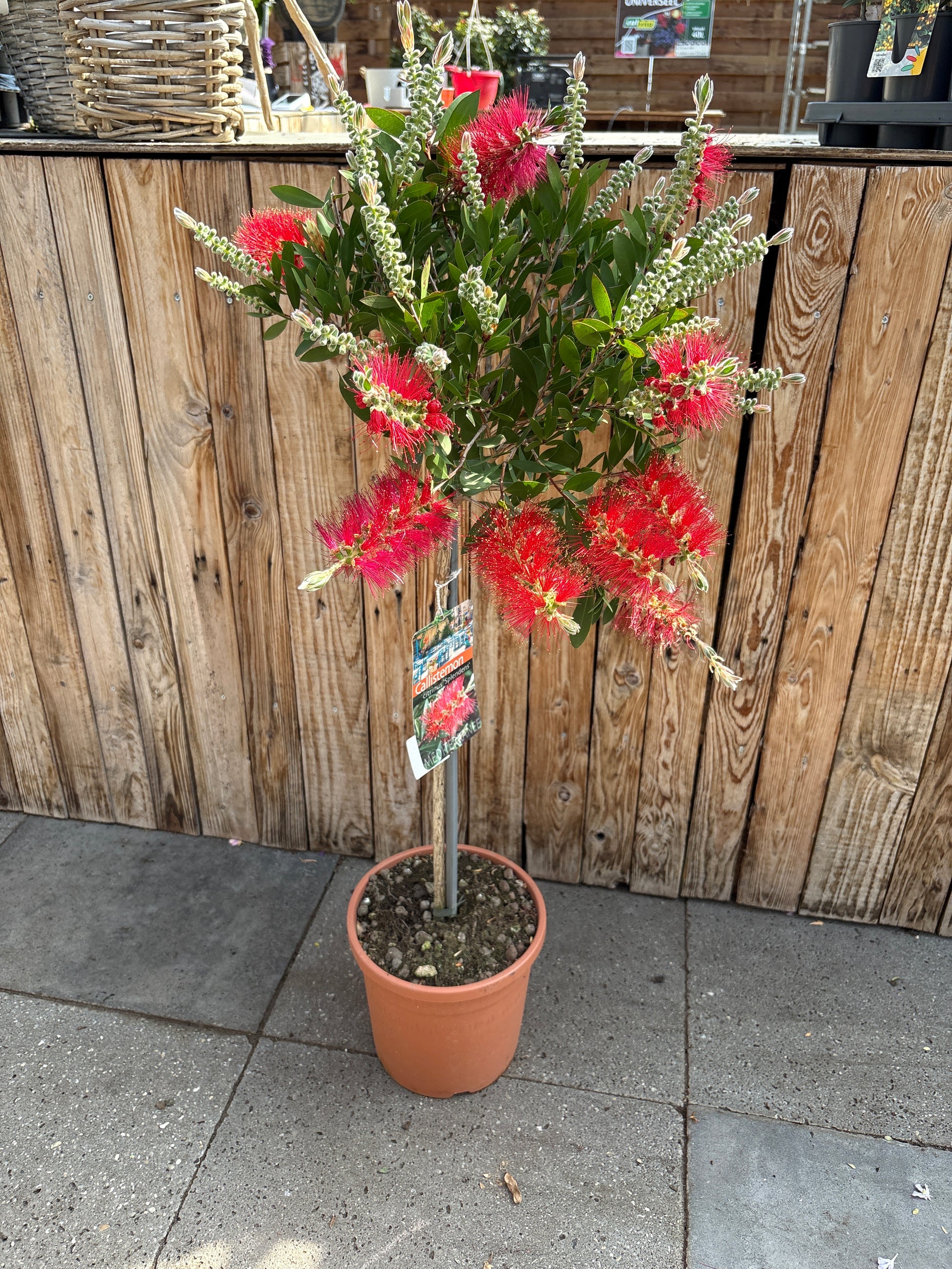 Callistemon citrinus ‘splendens’